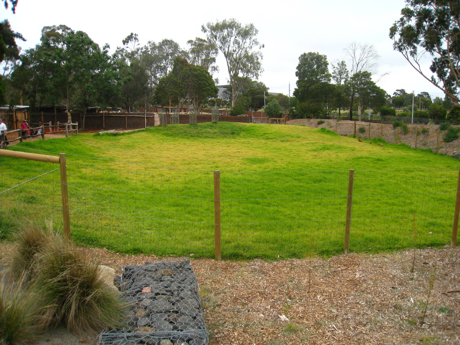 New Kangaroo Island Kangaroo exhibit
