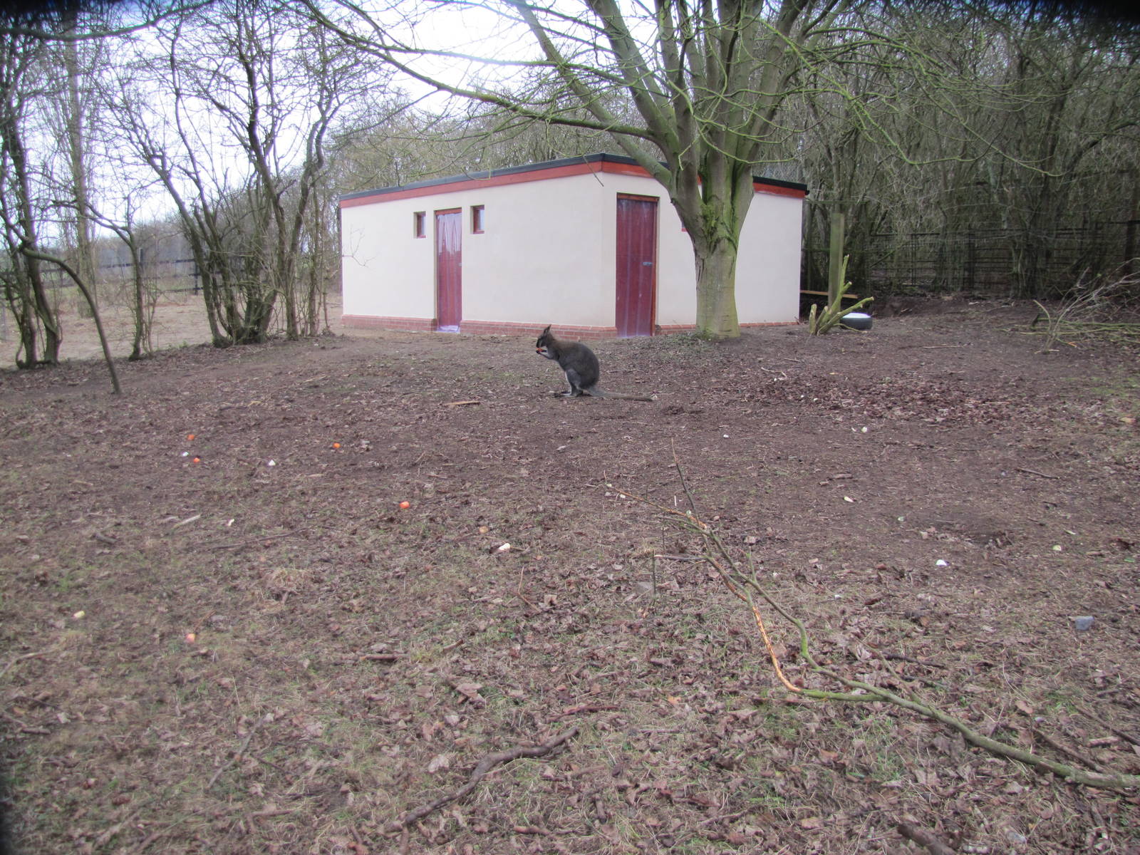 New Kangaroo/Wallaby House
