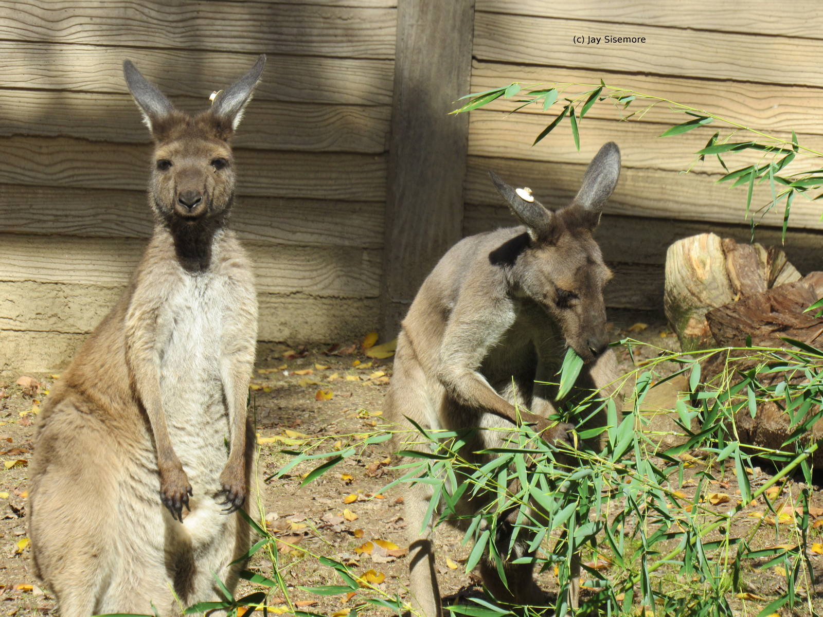 New Kangaroos from Brownsville