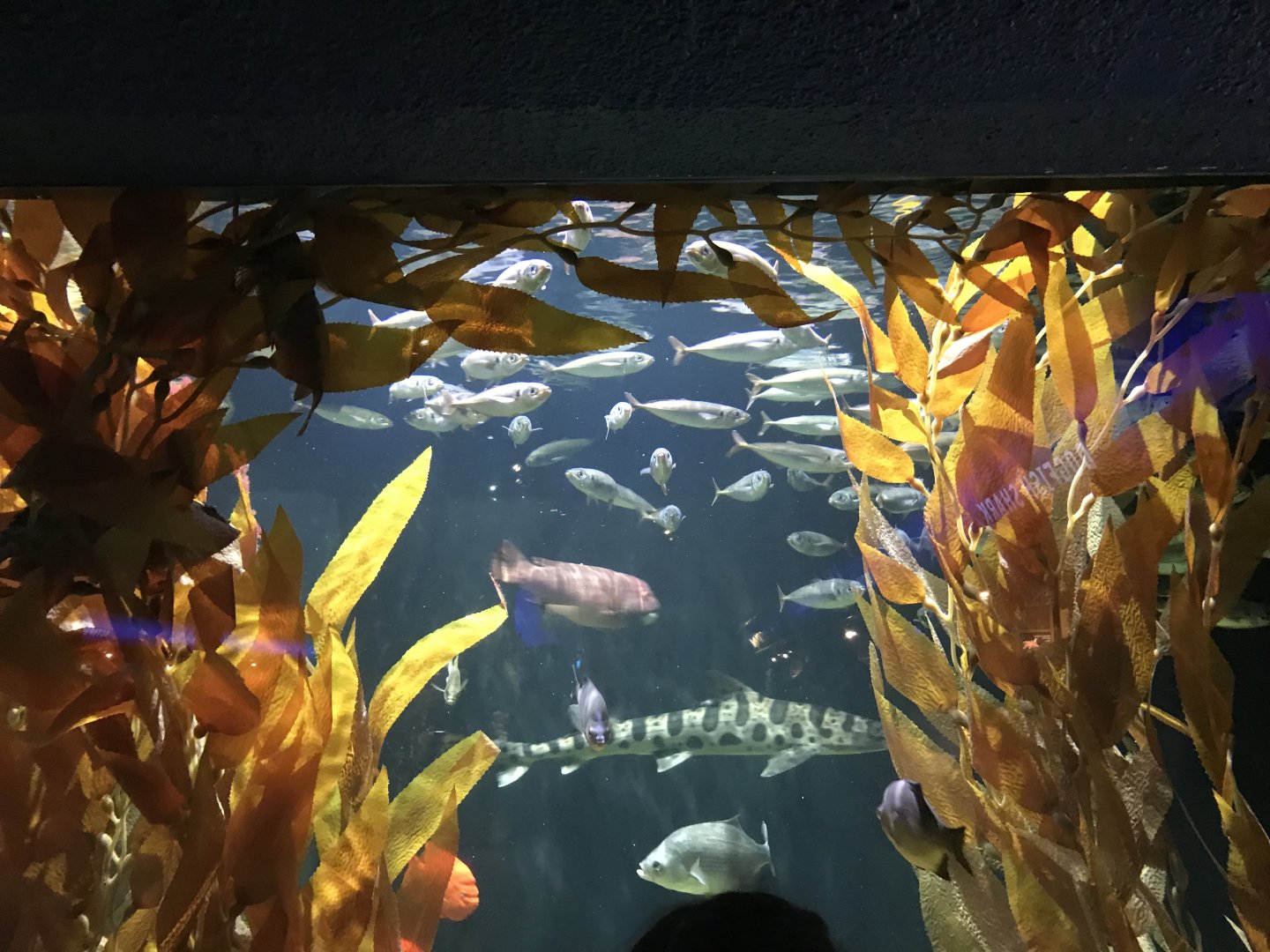 New kelp forest tank in Oceans gallery