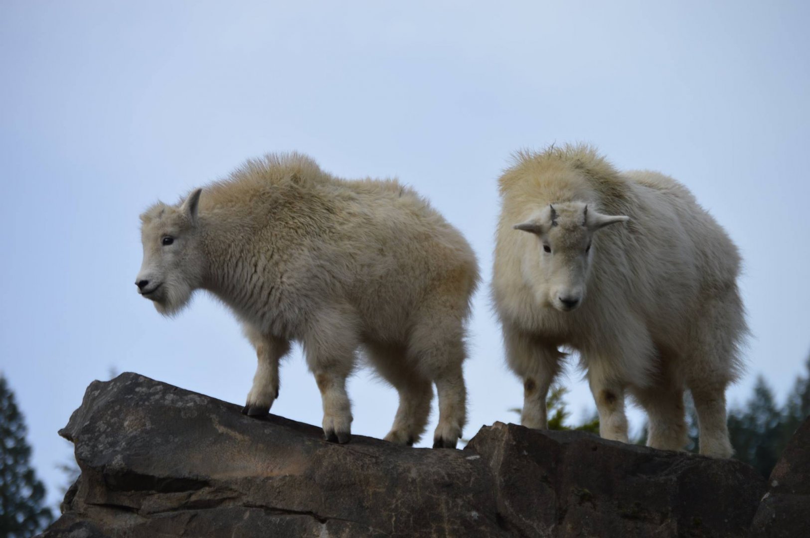 New Kids on the Rock (Oreamnos americanus)