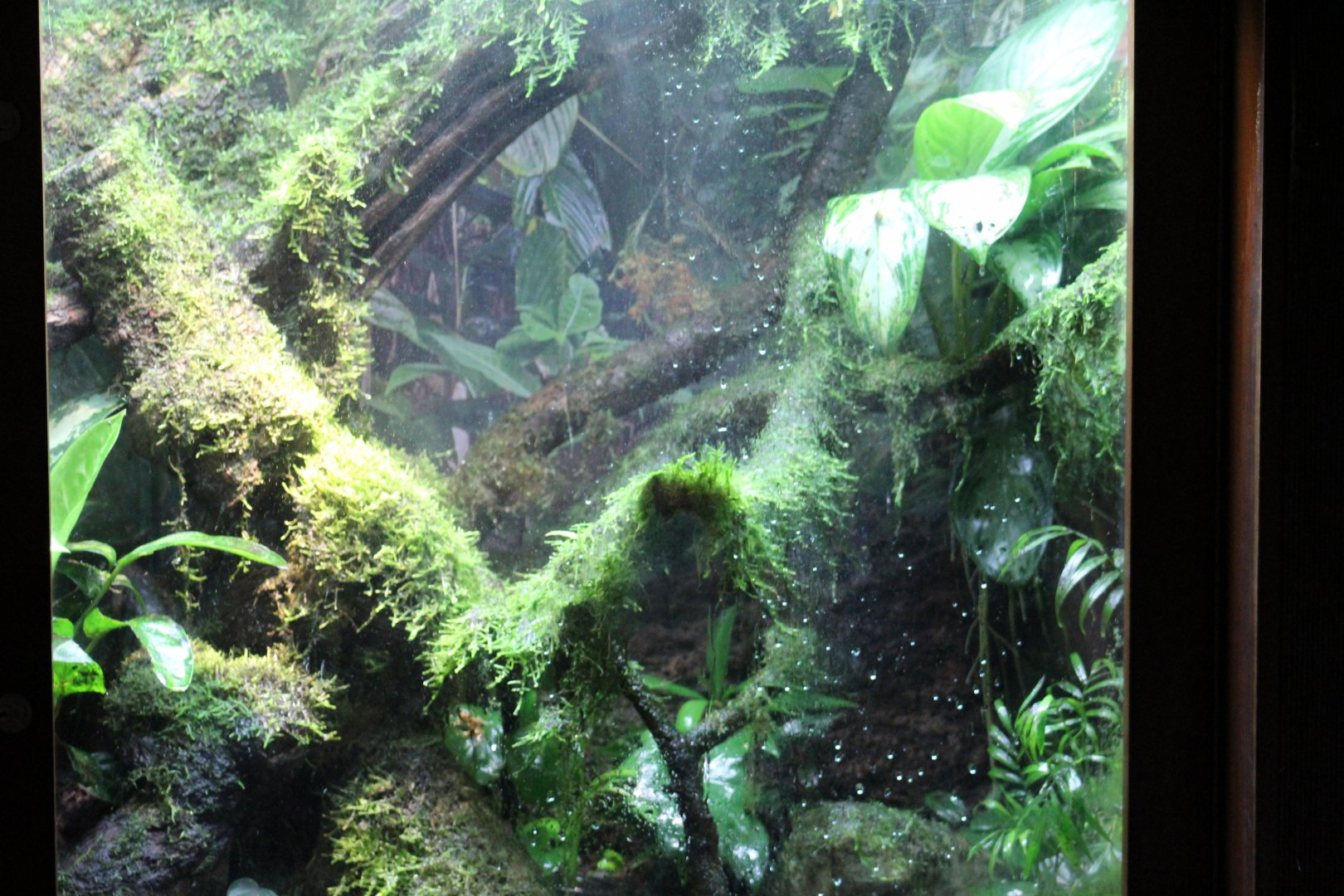 New Kihansi Spray Toad Enclosure