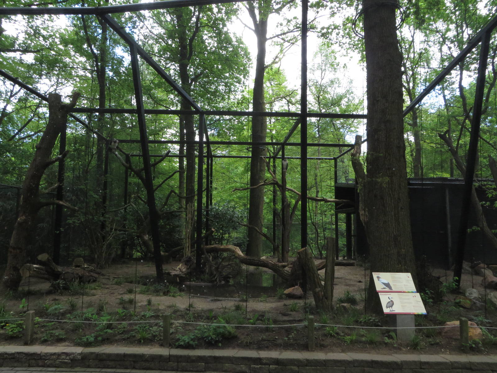 New king vulture aviary