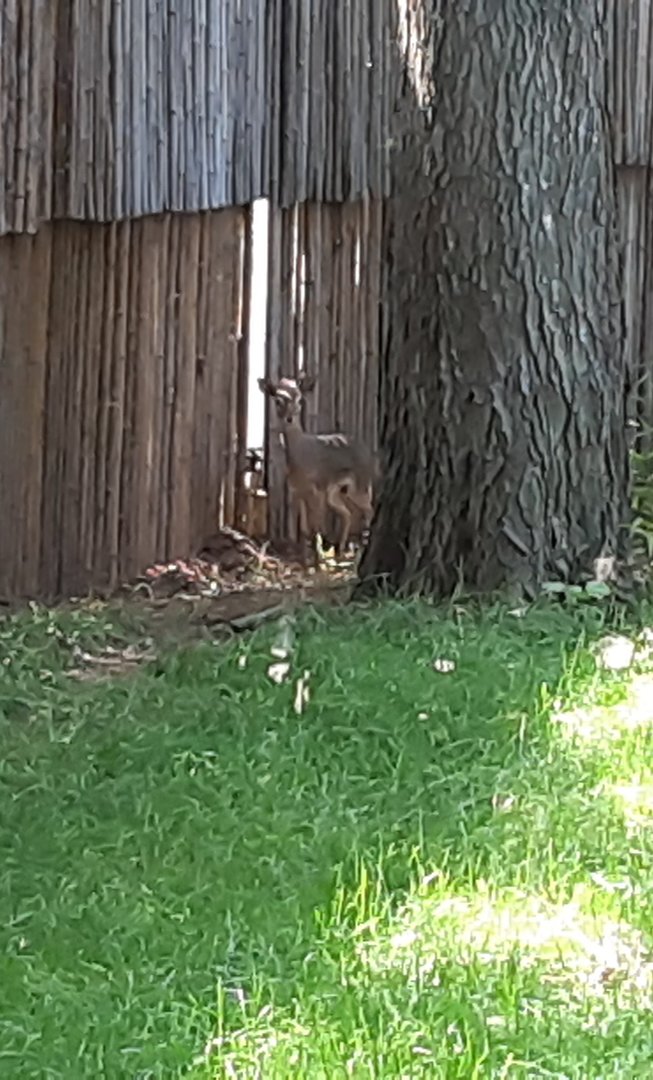 *New* Kirk's Dik-Dik