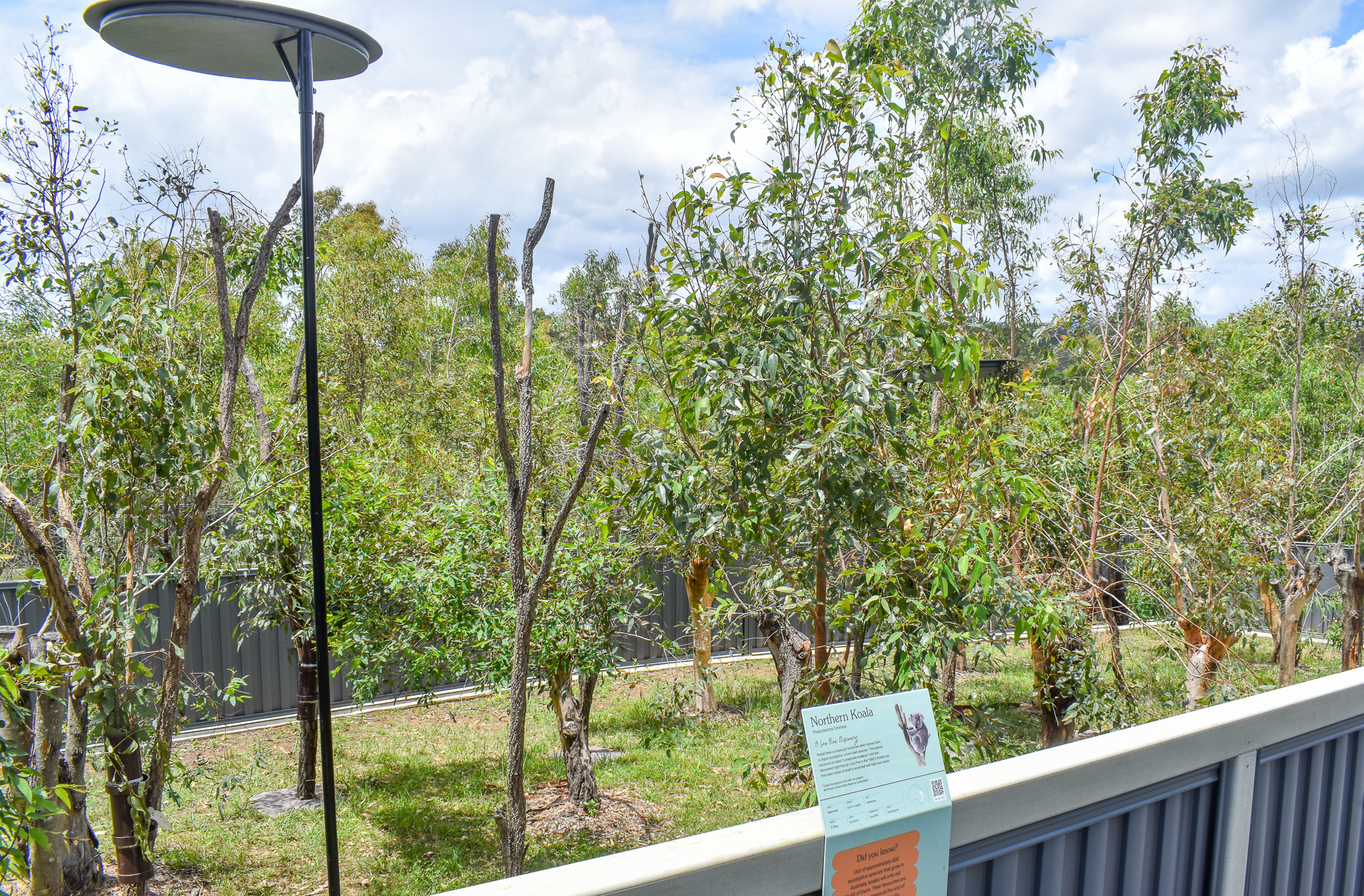 New Koala Enclosure - first exhibit