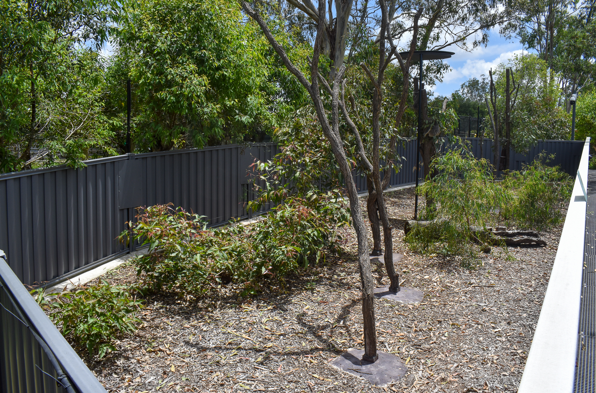 New Koala Enclosure - second exhibit