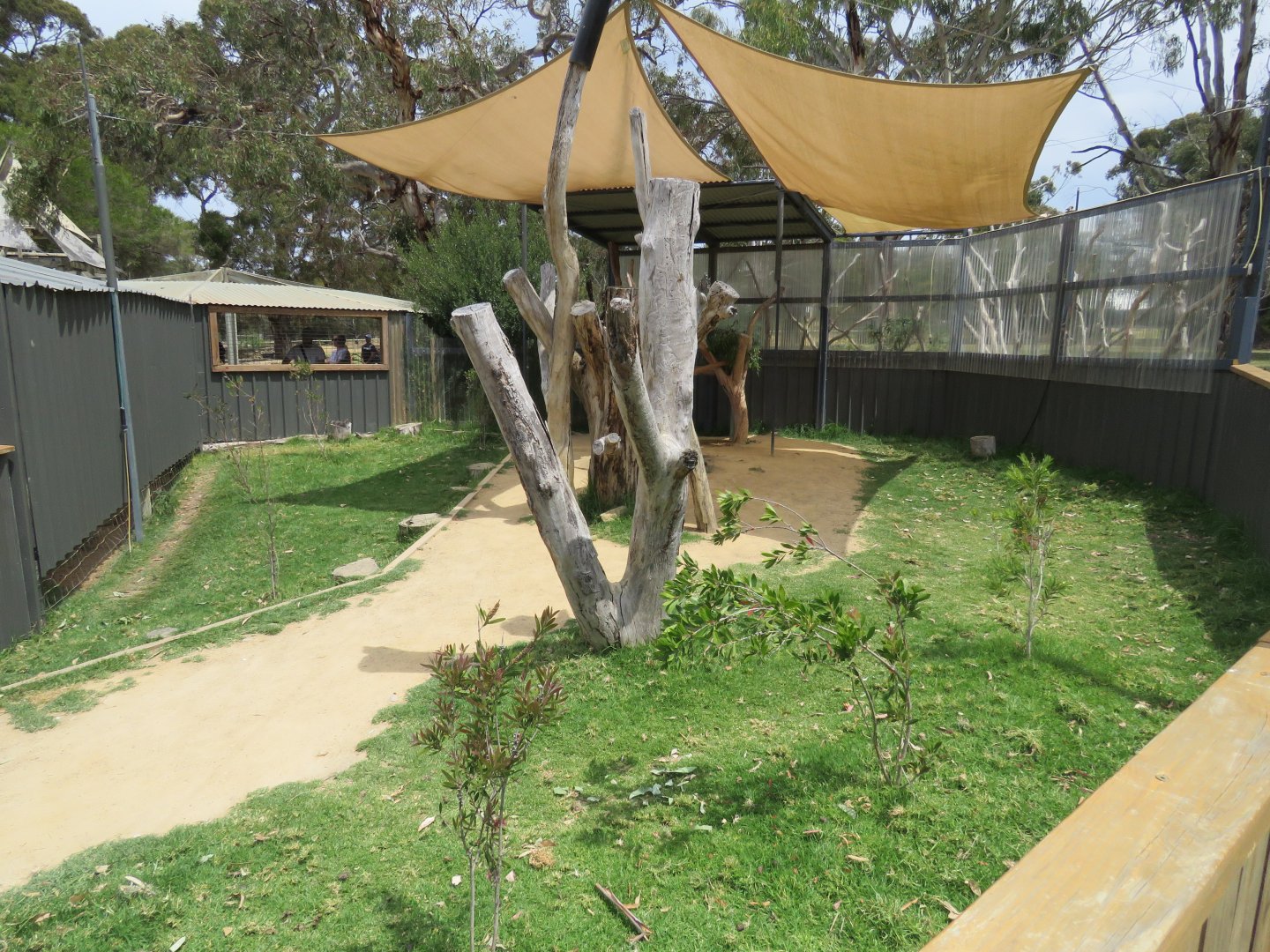 New Koala Exhibit