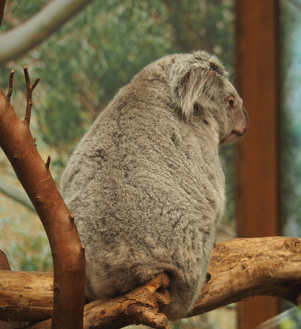 New Koala (Phascolarctos cinereus) female Inala from Edinburgh, 2024-05-10