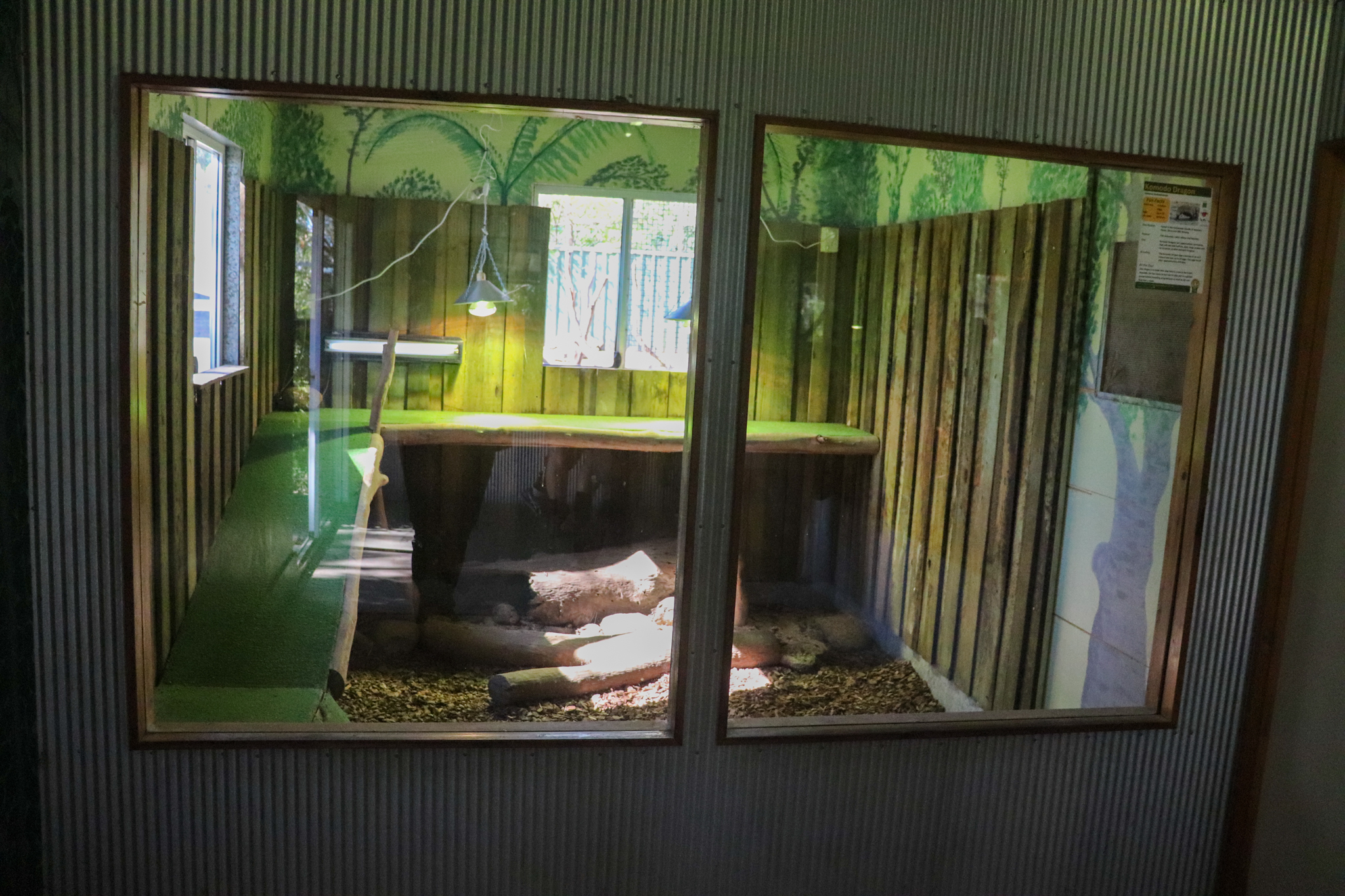 New Komodo Dragon Enclosure