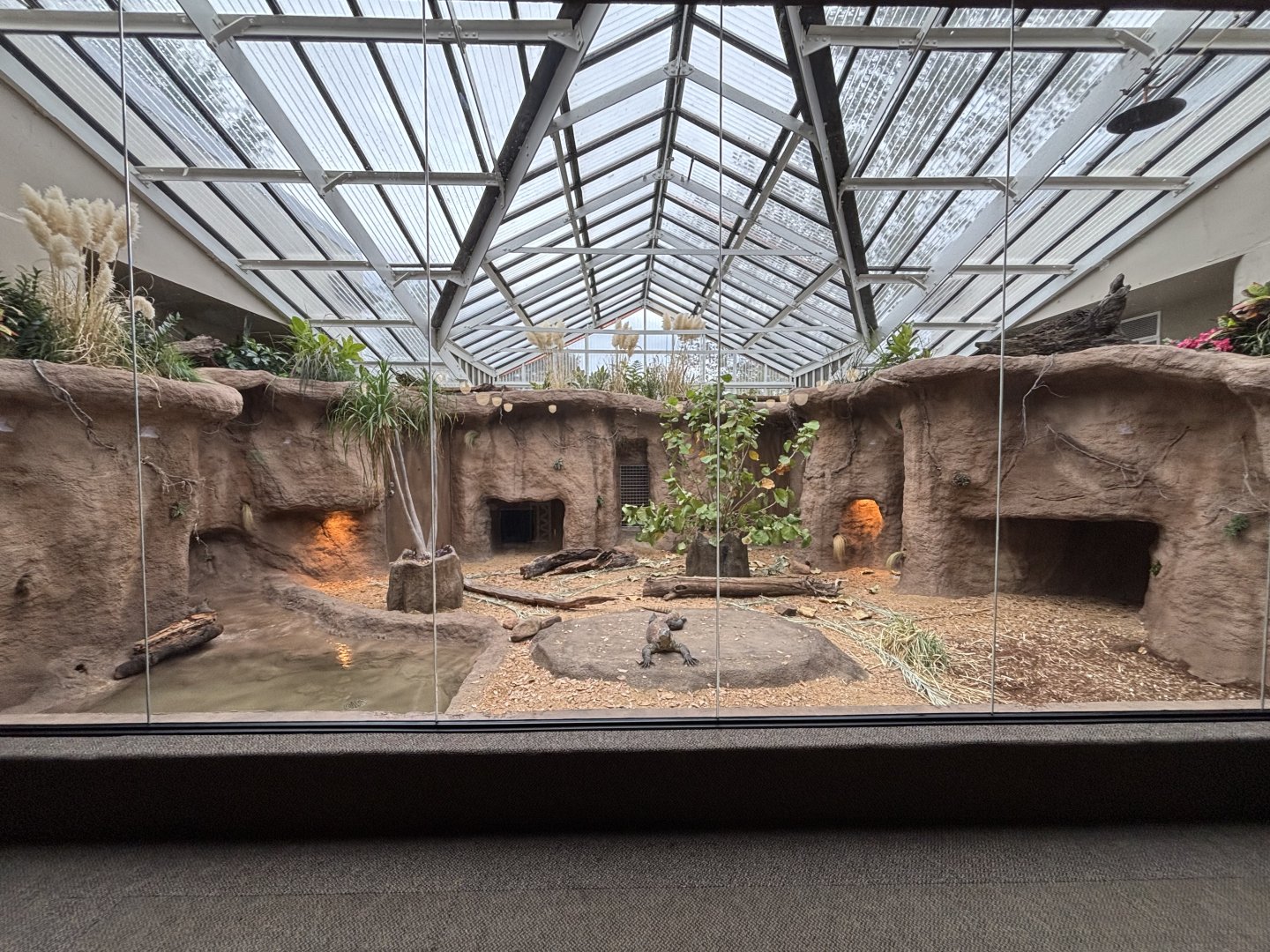 New Komodo Dragon Exhibit (2025)