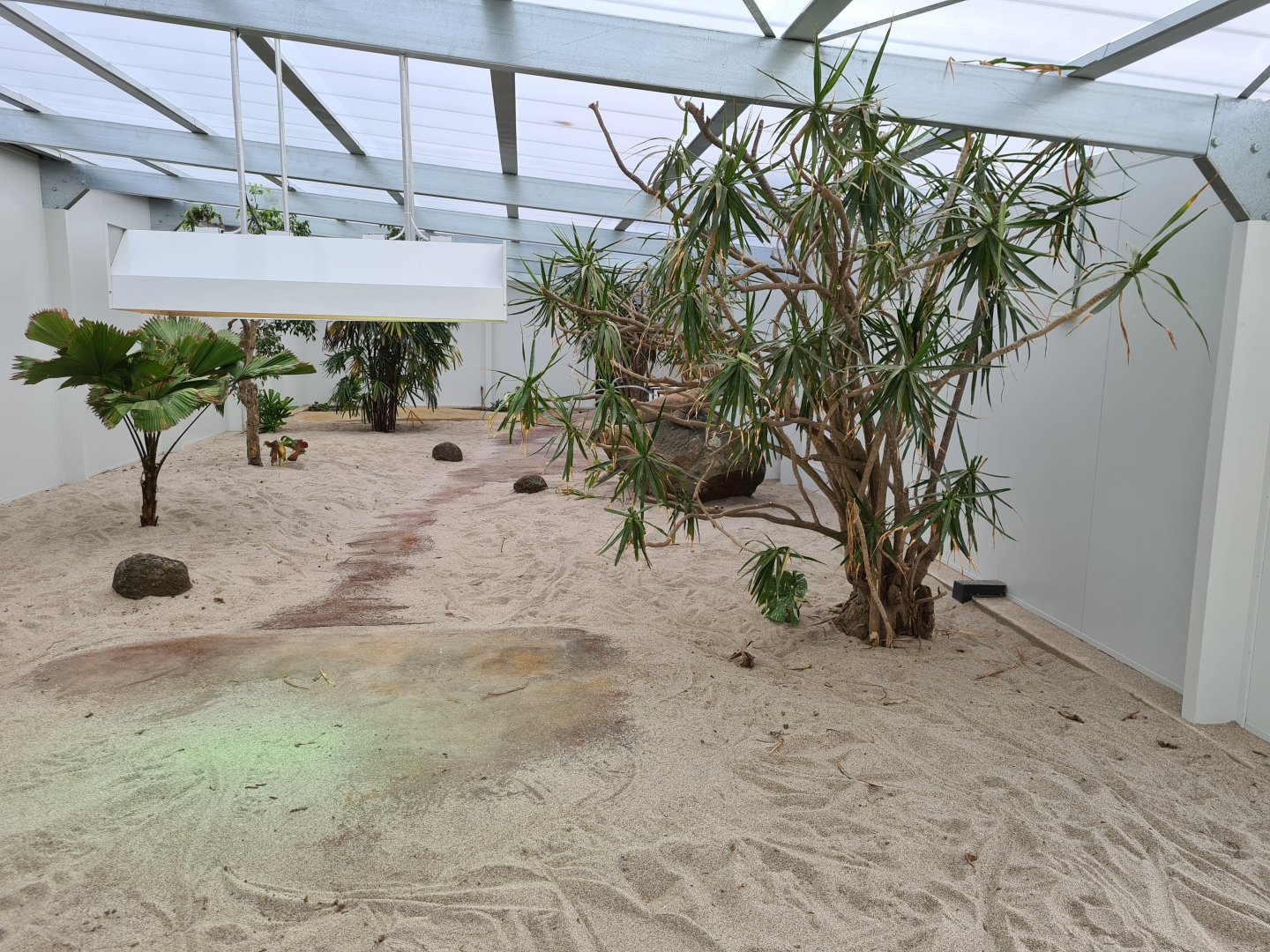 New Komodo Dragon exhibit at Adelaide Zoo