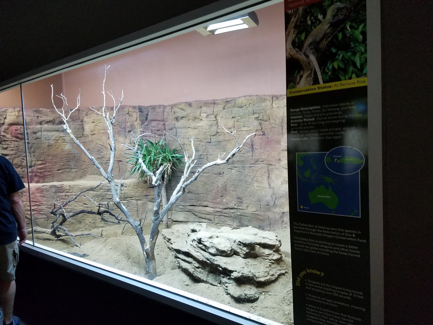 New Komodo Dragon Exhibit