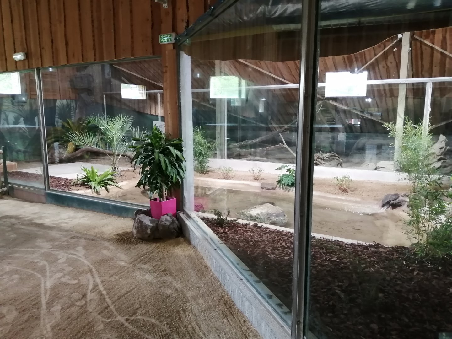 New Komodo Dragon Exhibit