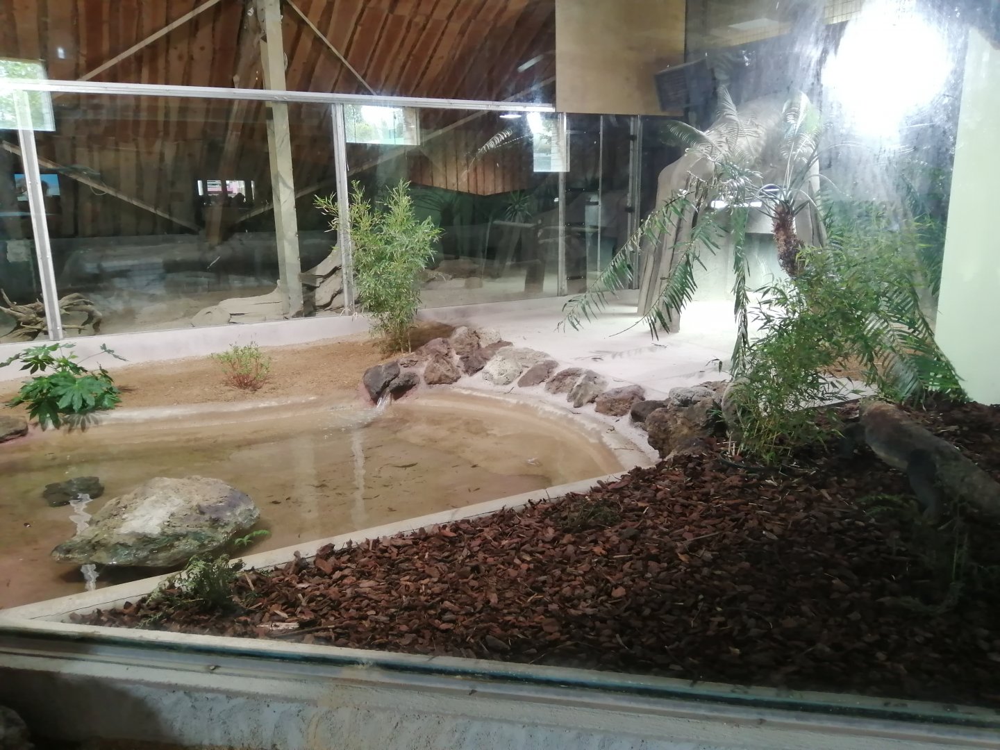New Komodo Dragon Exhibit