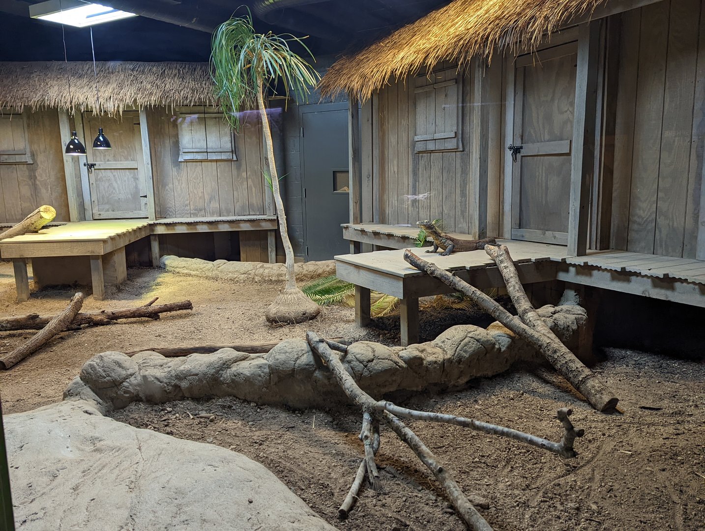 New Komodo Dragon "Hannibal"