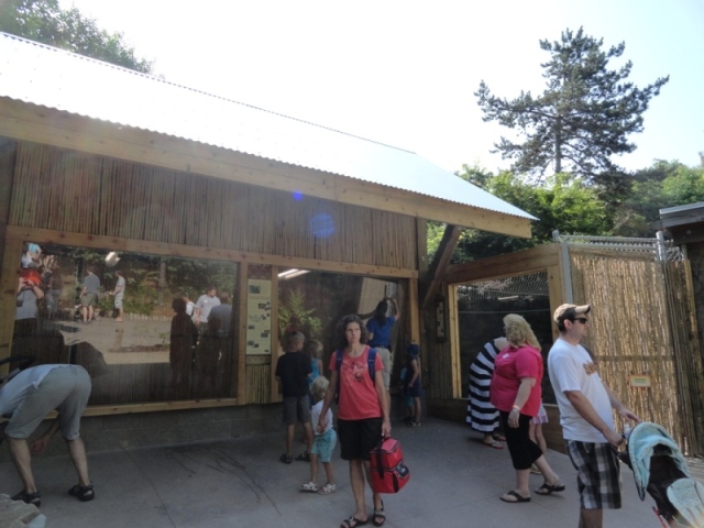 New Komodo Dragon Holding Building and New Side Viewing Window