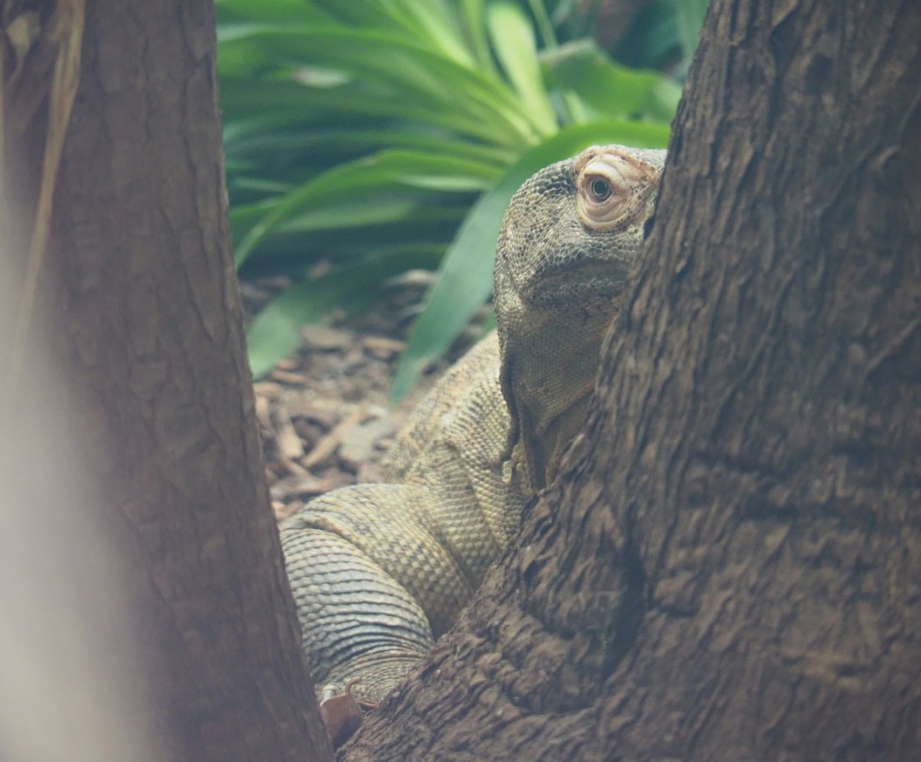 New Komodo dragon Pintar (Varanus komodoensis), 2020-06-28