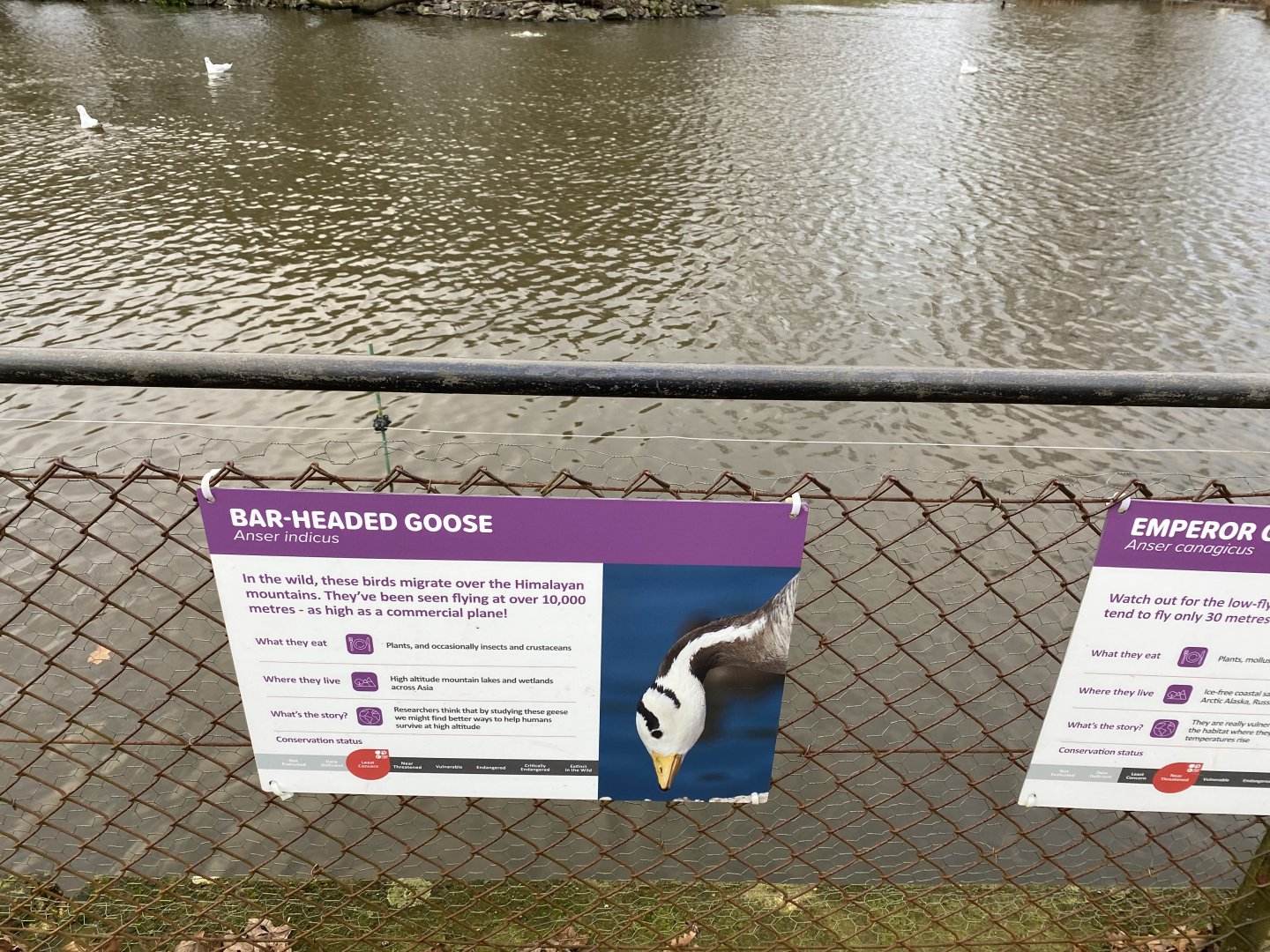 New lake signage - bar headed goose