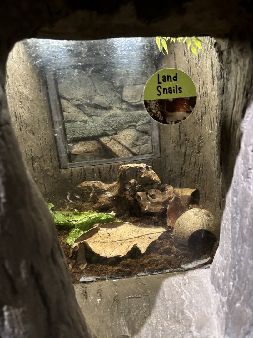 NEW Land Snail Exhibit