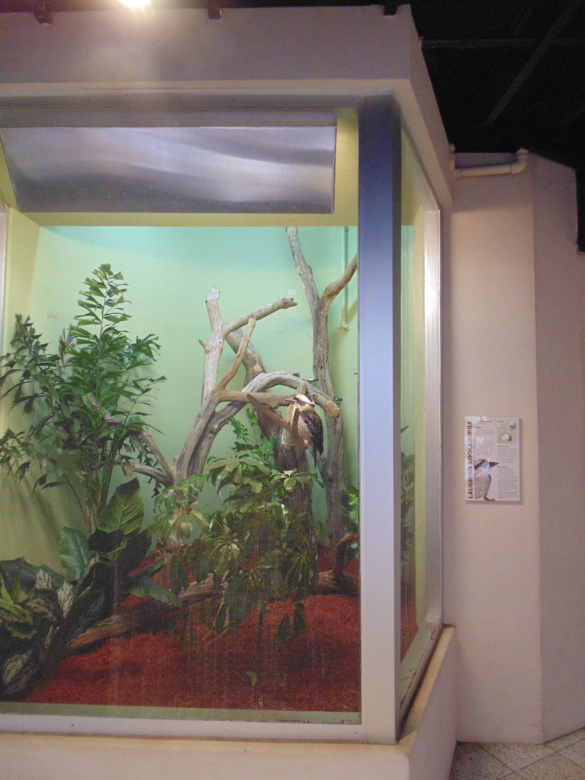 New laughing kookaburra Exhibit(Canary's Call)