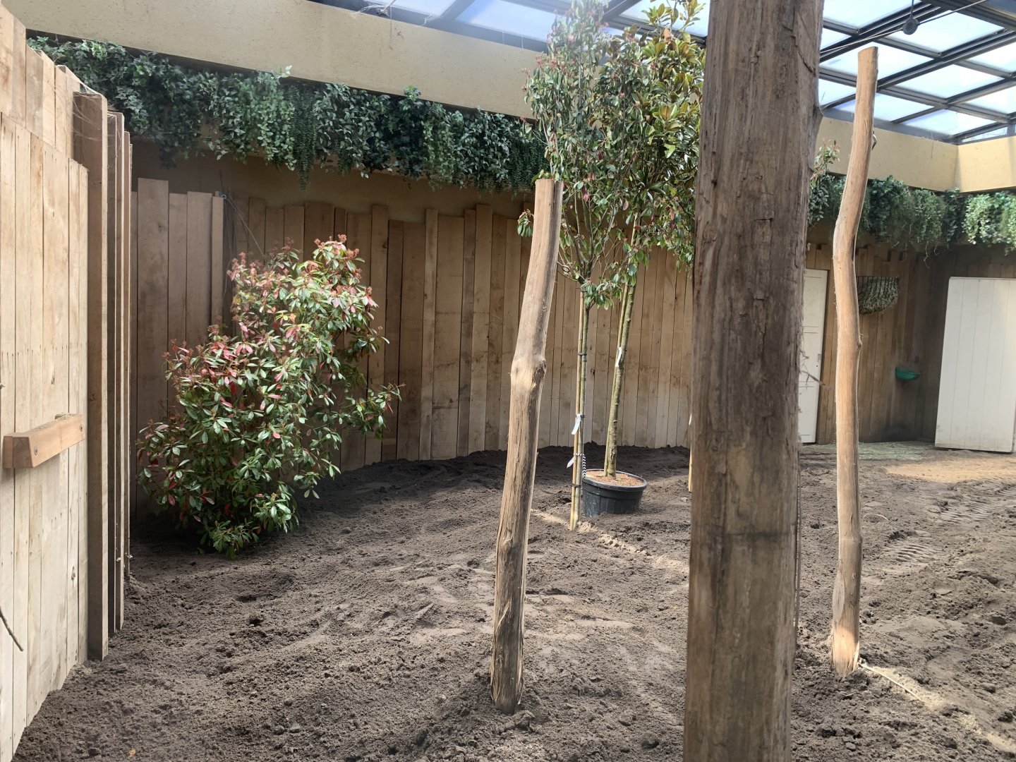 New layer of ground and bushes to the indoor okapi enclosure