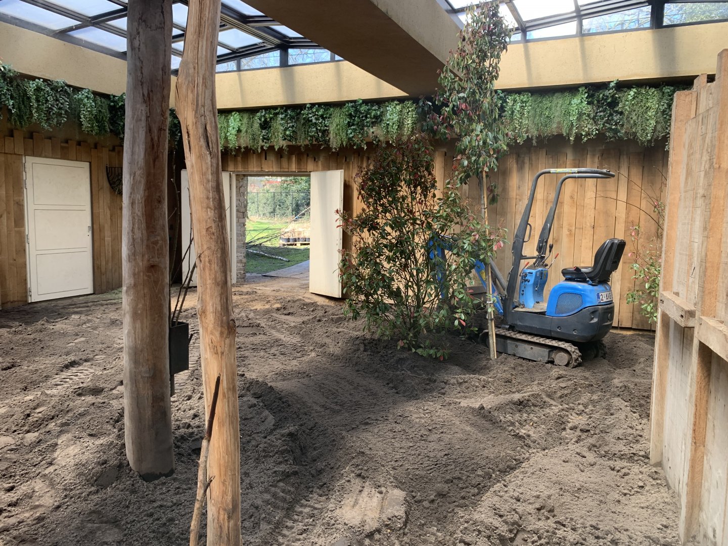New layer of ground and bushes to the indoor okapi enclosure