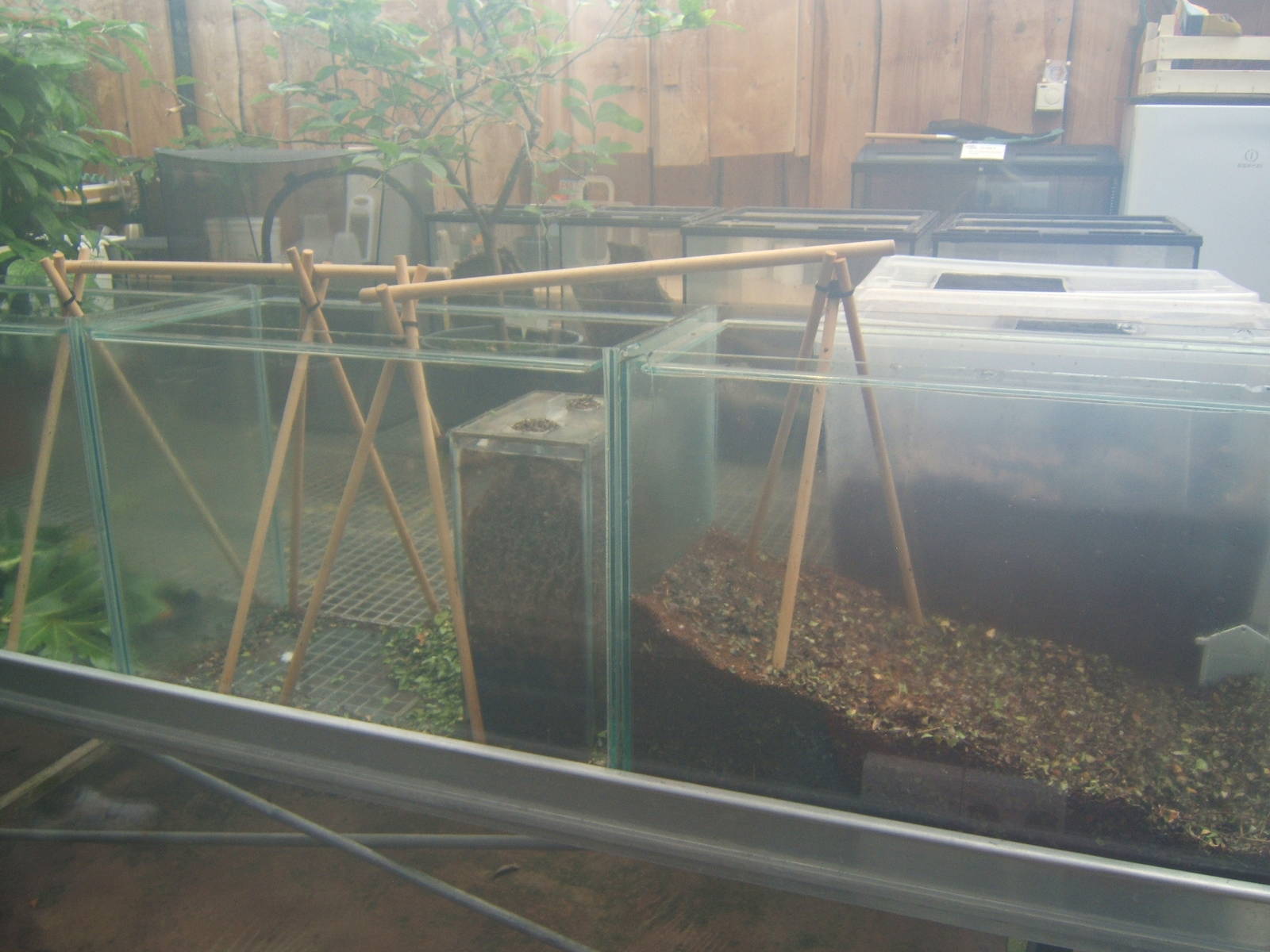 New leaf-cutter Ant exhibit in the Butterfly House