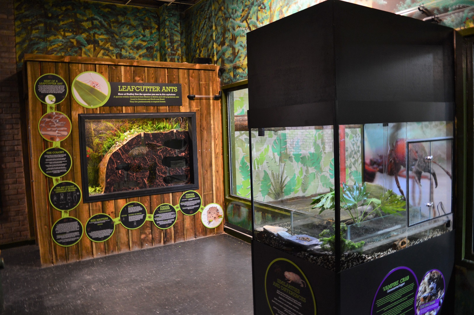 New leaf-cutter ant exhibit.