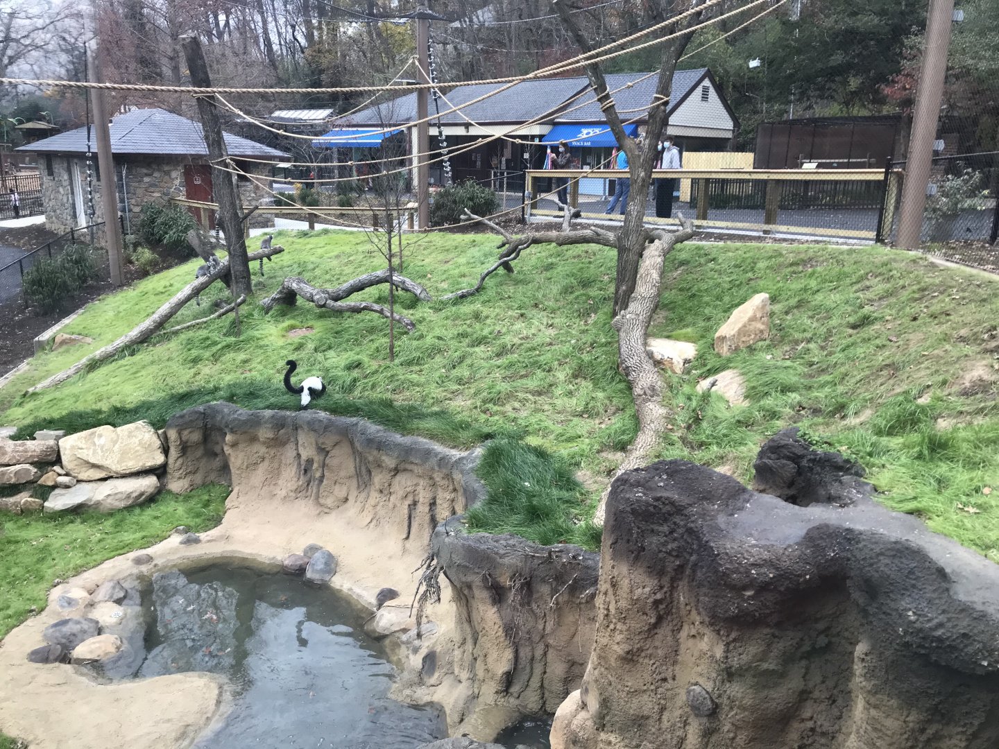New Lemur Exhibit