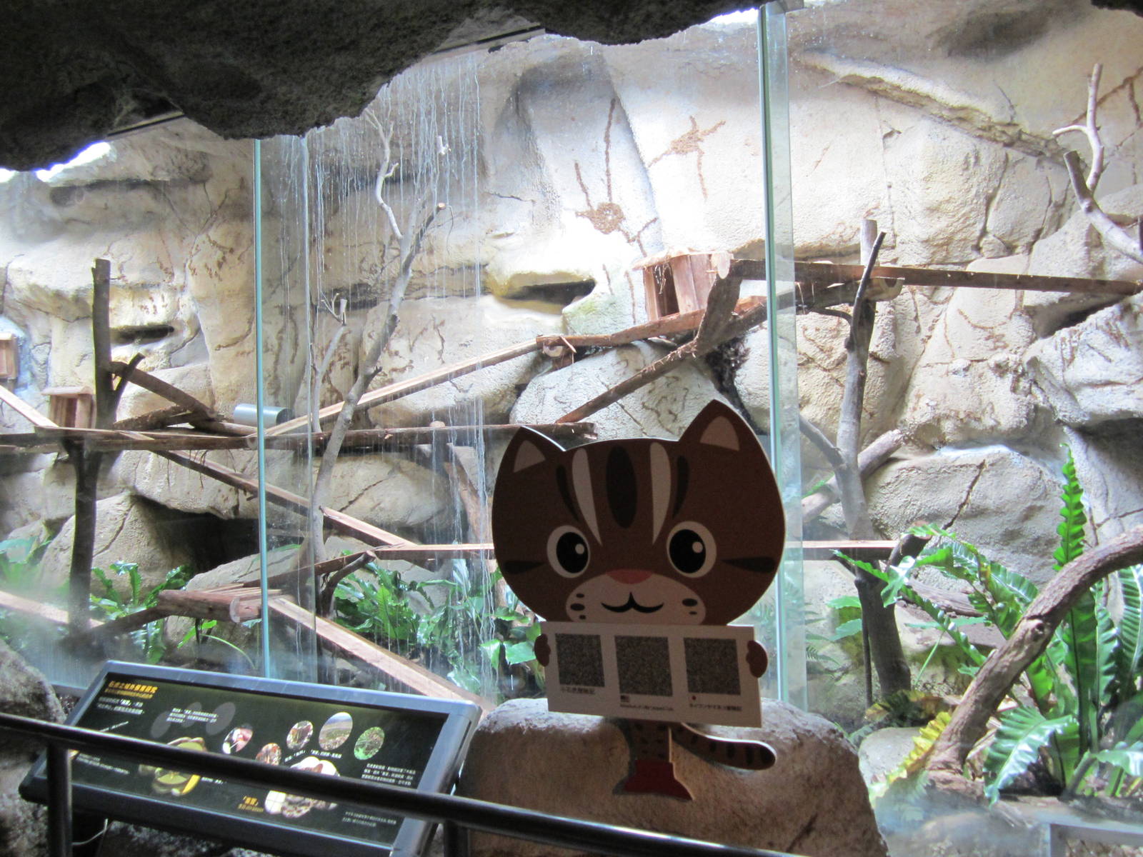 New Leopard Cat enclosure