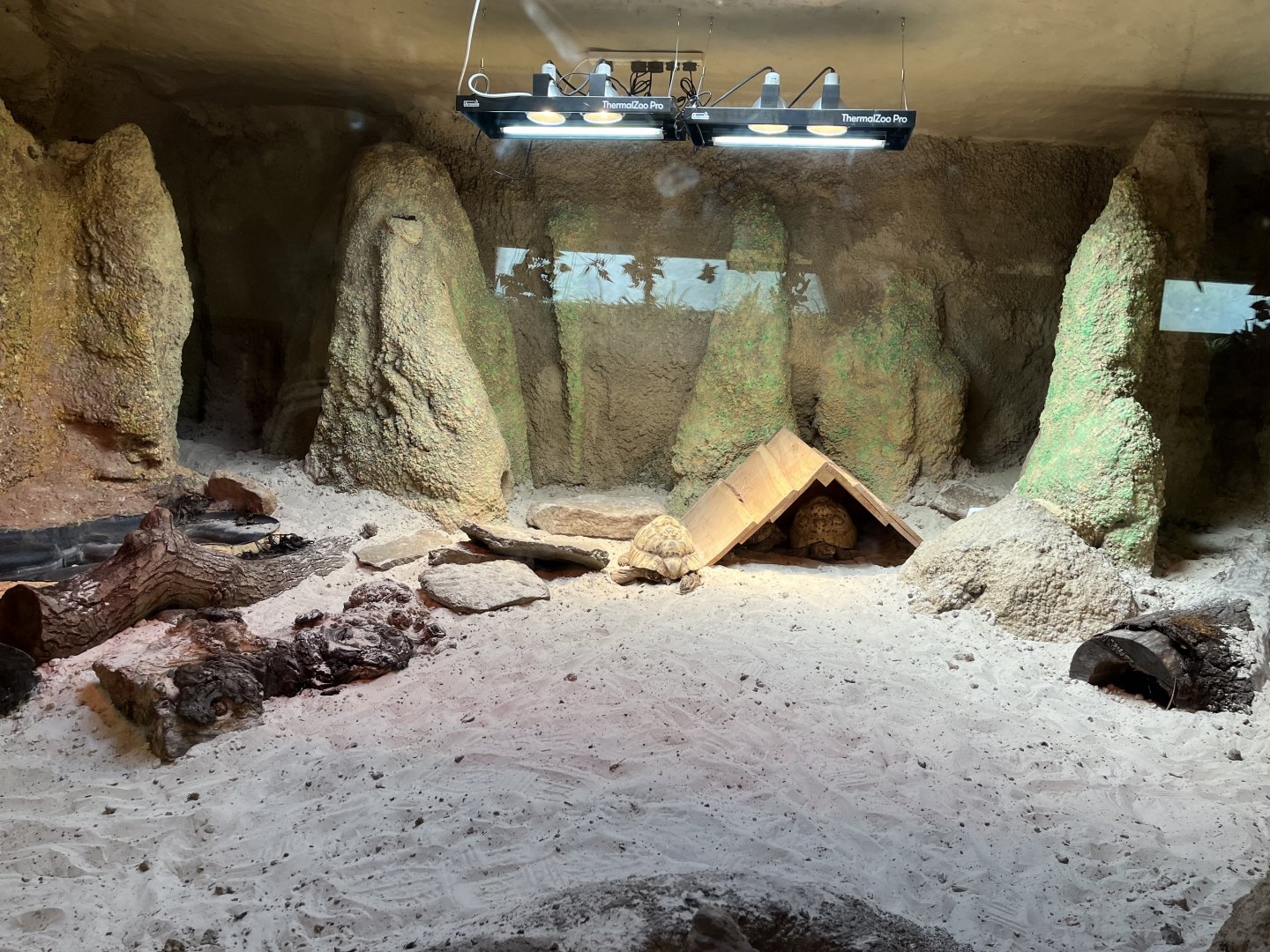 New Leopard tortoise enclosure 22.7.24