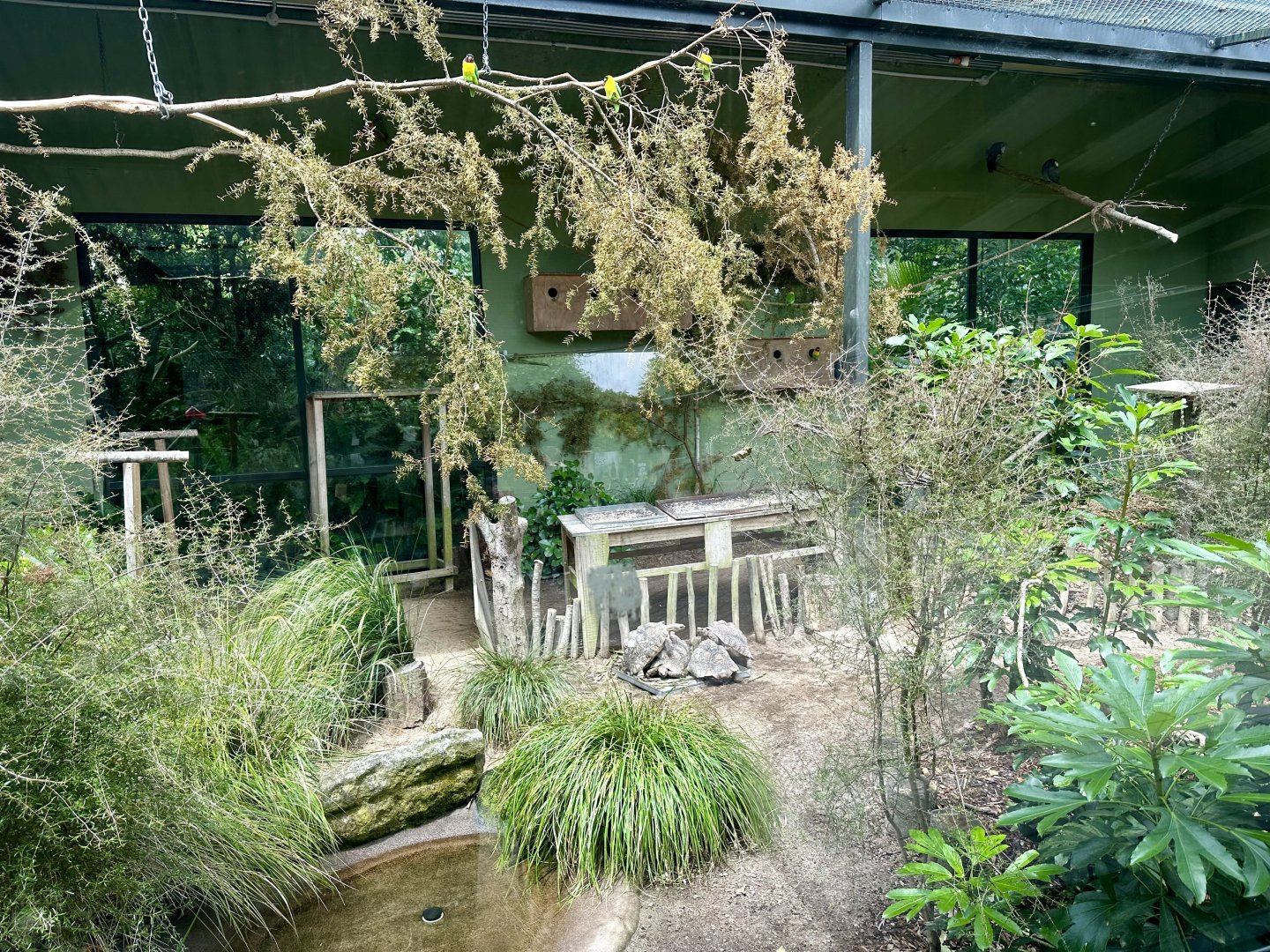 New Leopard Tortoise Exhibit