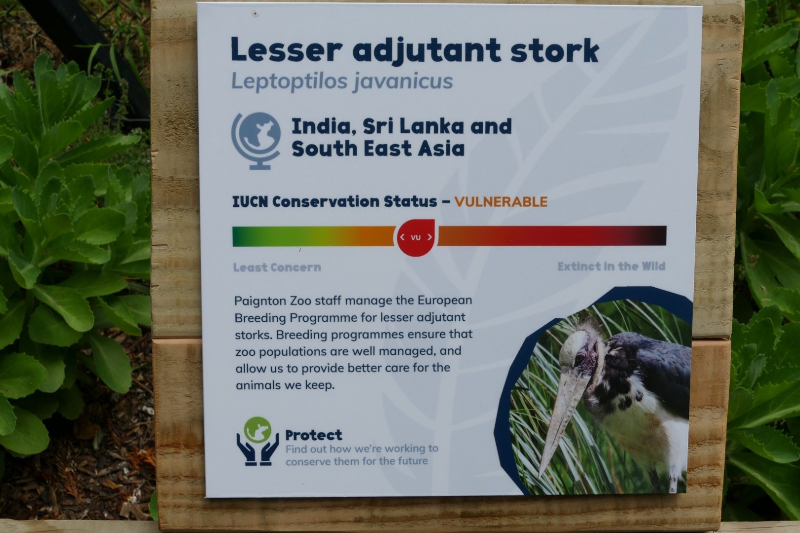 New Lesser adjutant sign, May 2019