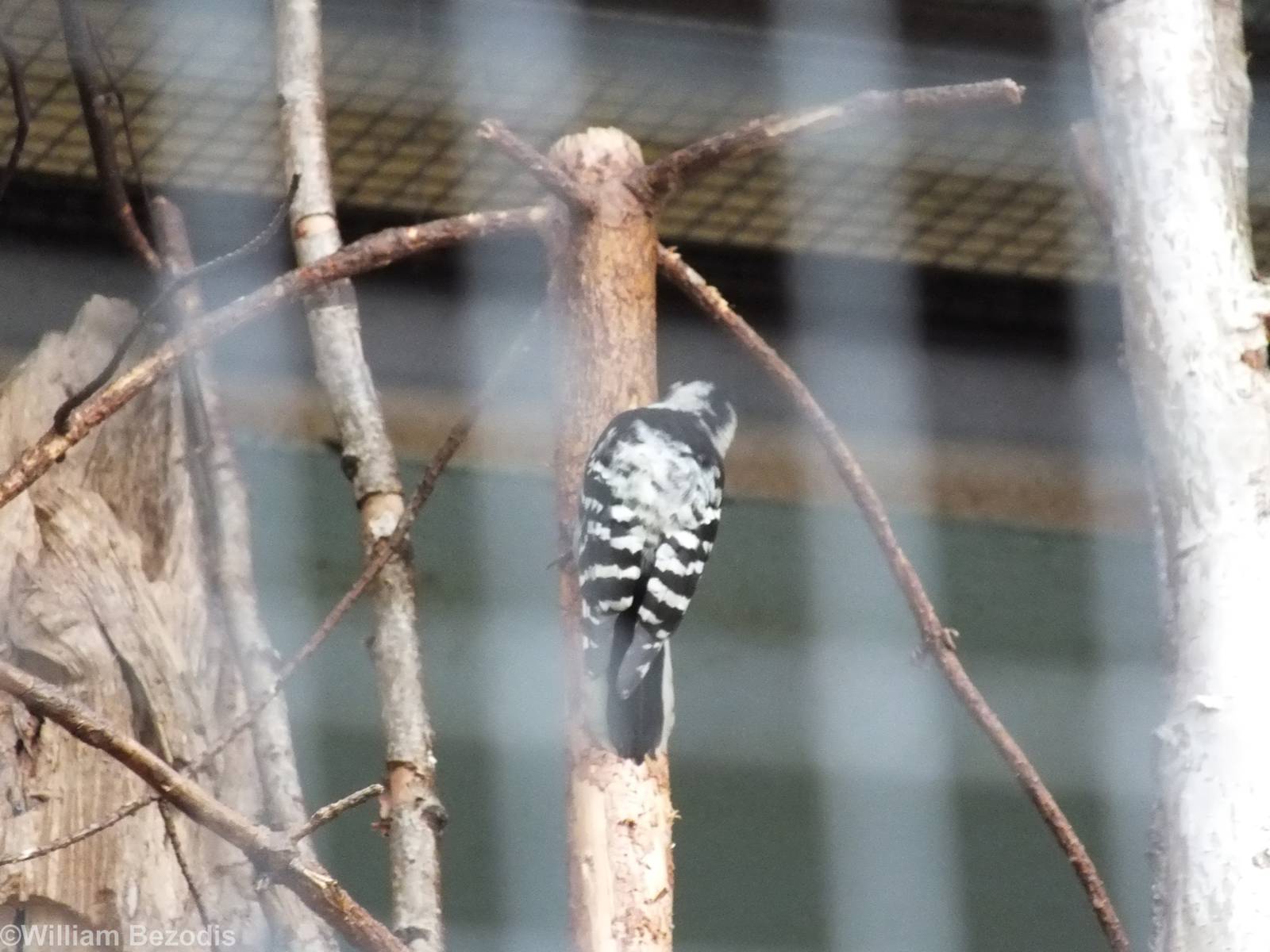 New Lesser Spotted Woodpecker