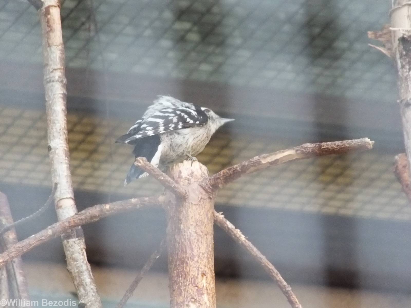 New Lesser Spotted Woodpecker