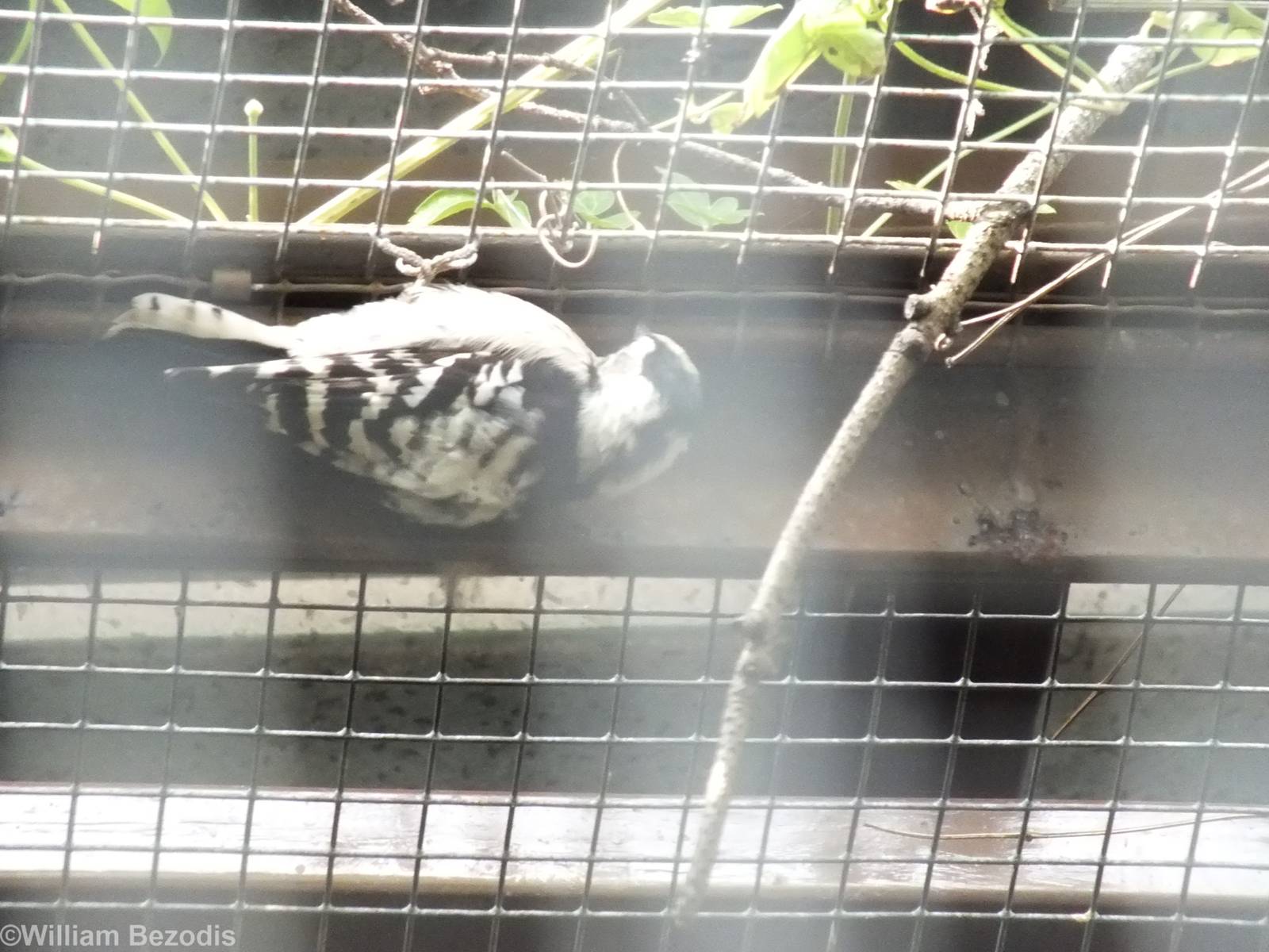 New Lesser Spotted Woodpecker