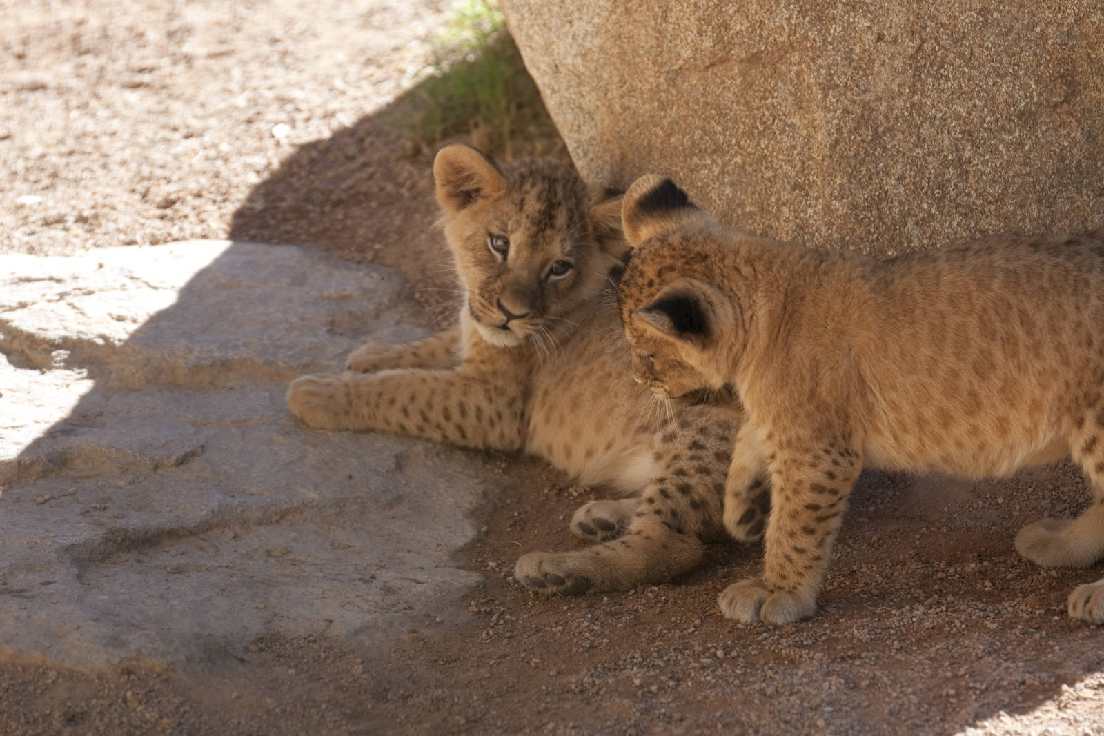 New Lion Cubs