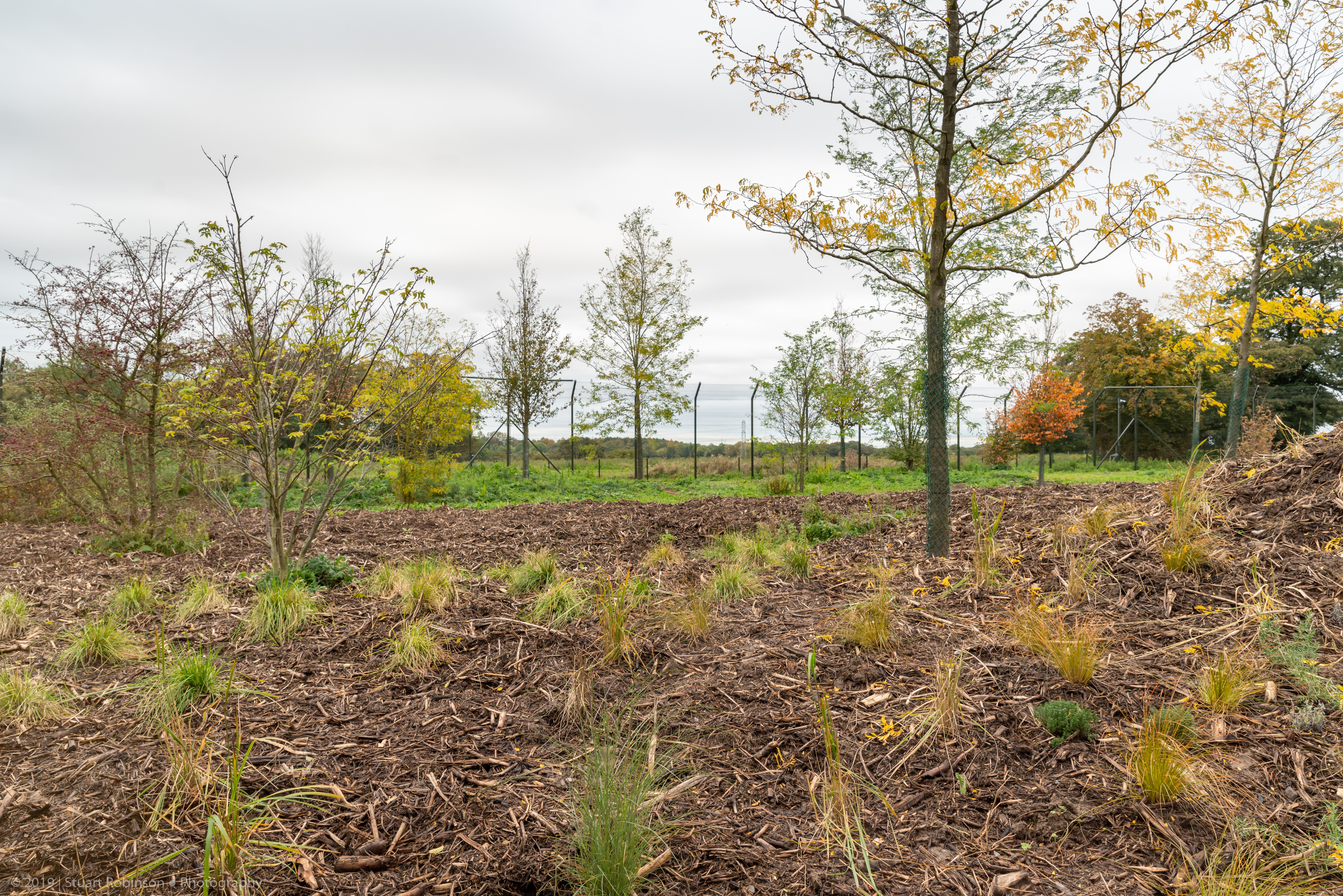 New Lion Enclosure - 20/10/2019