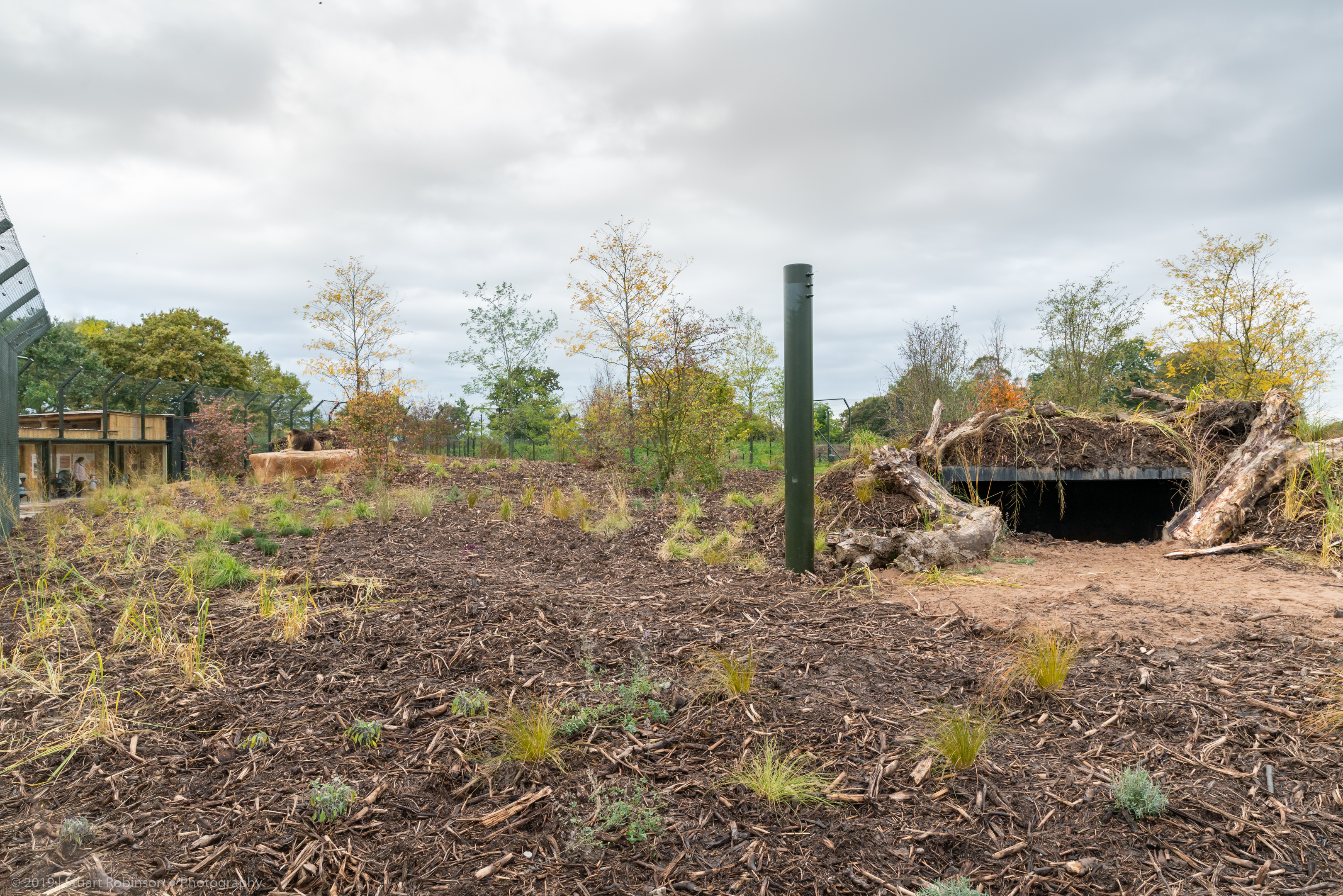 New Lion Enclosure - 20/10/2019