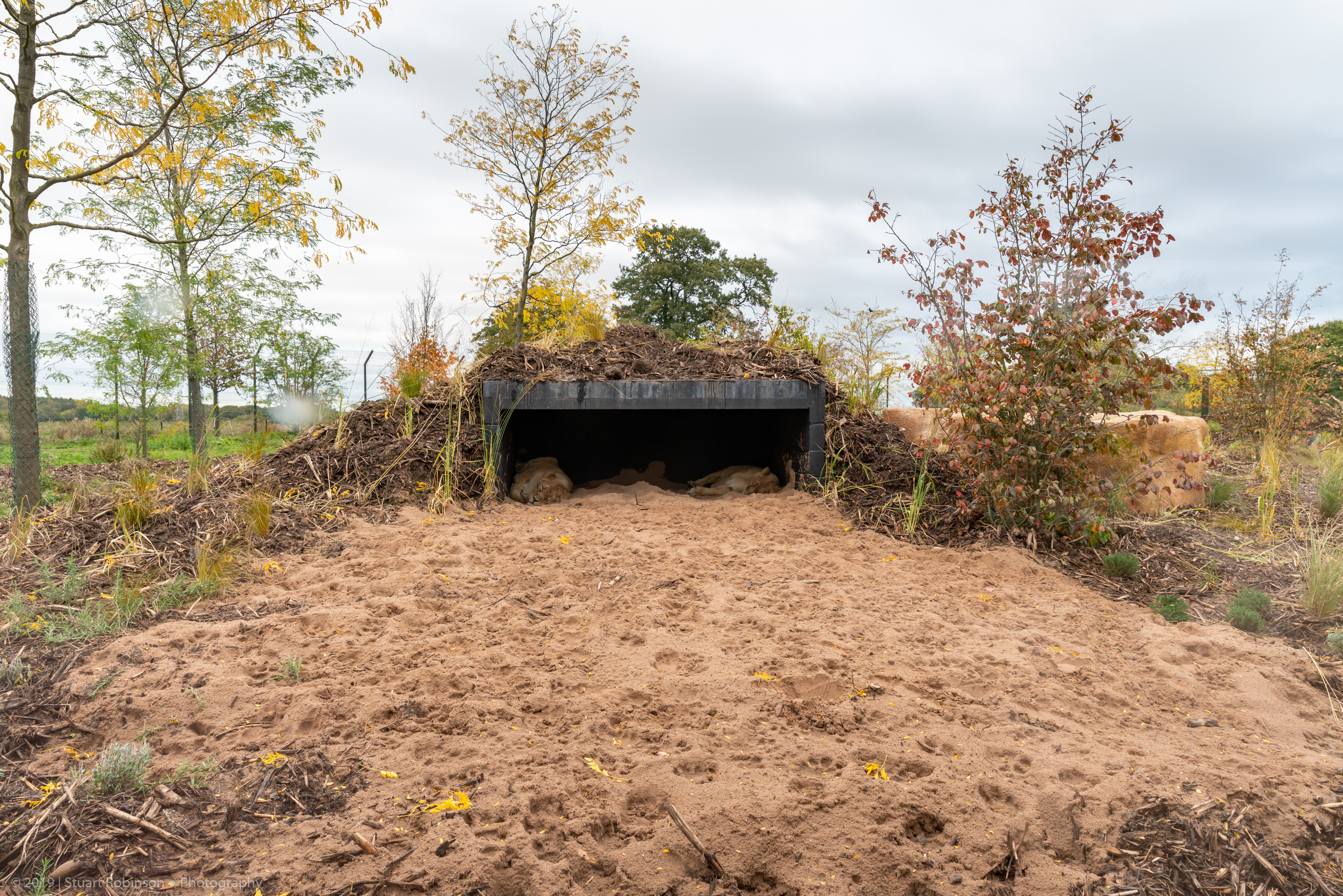New Lion Enclosure Den - 20/10/2019