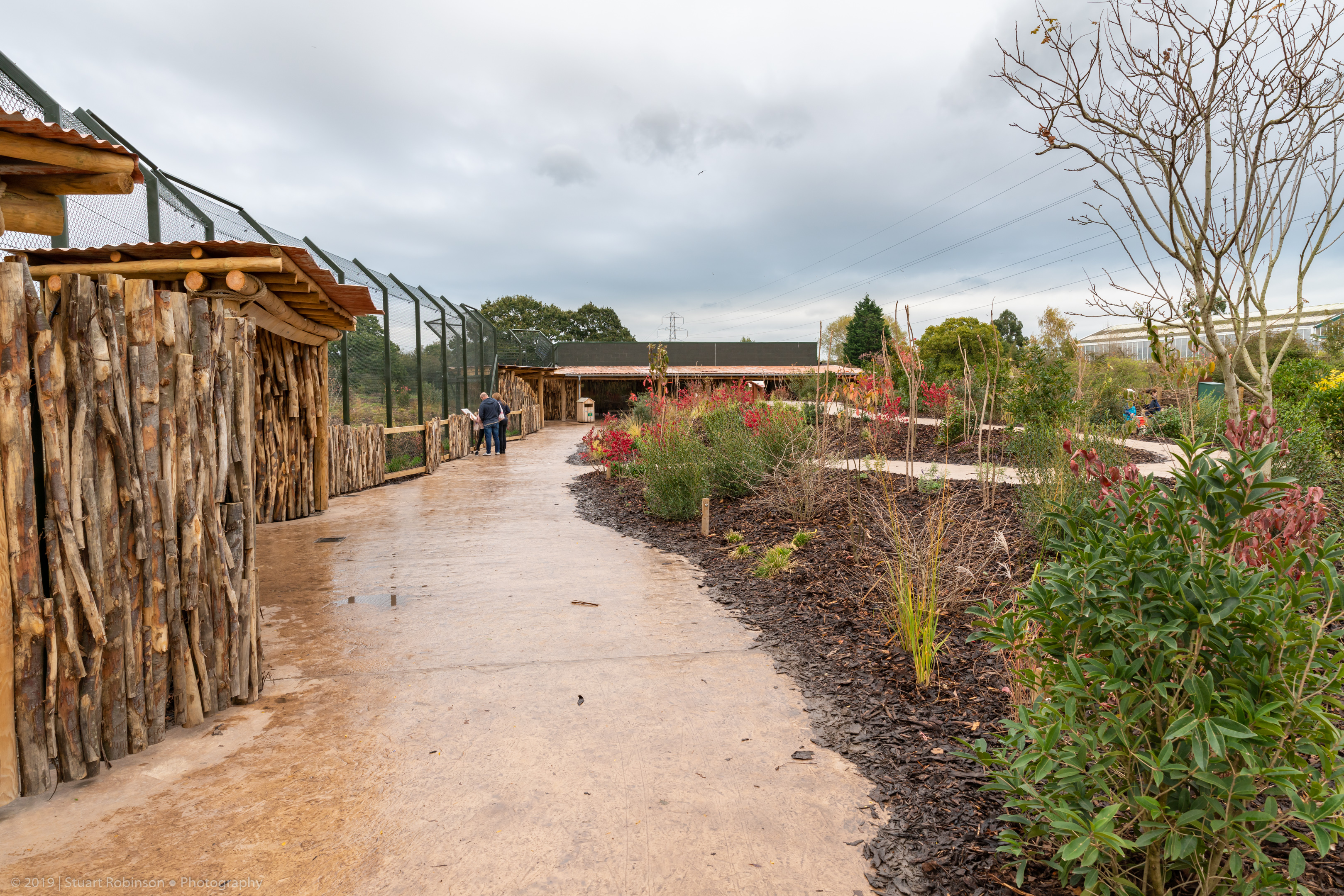 New Lion Enclosure Viewing - 20/10/2019