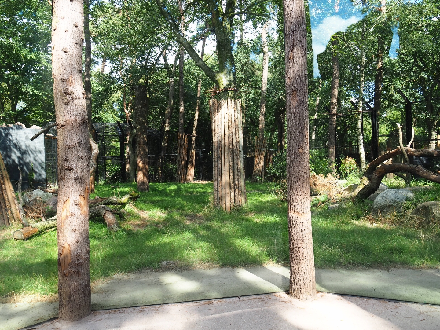 New lion exhibit as of 2017