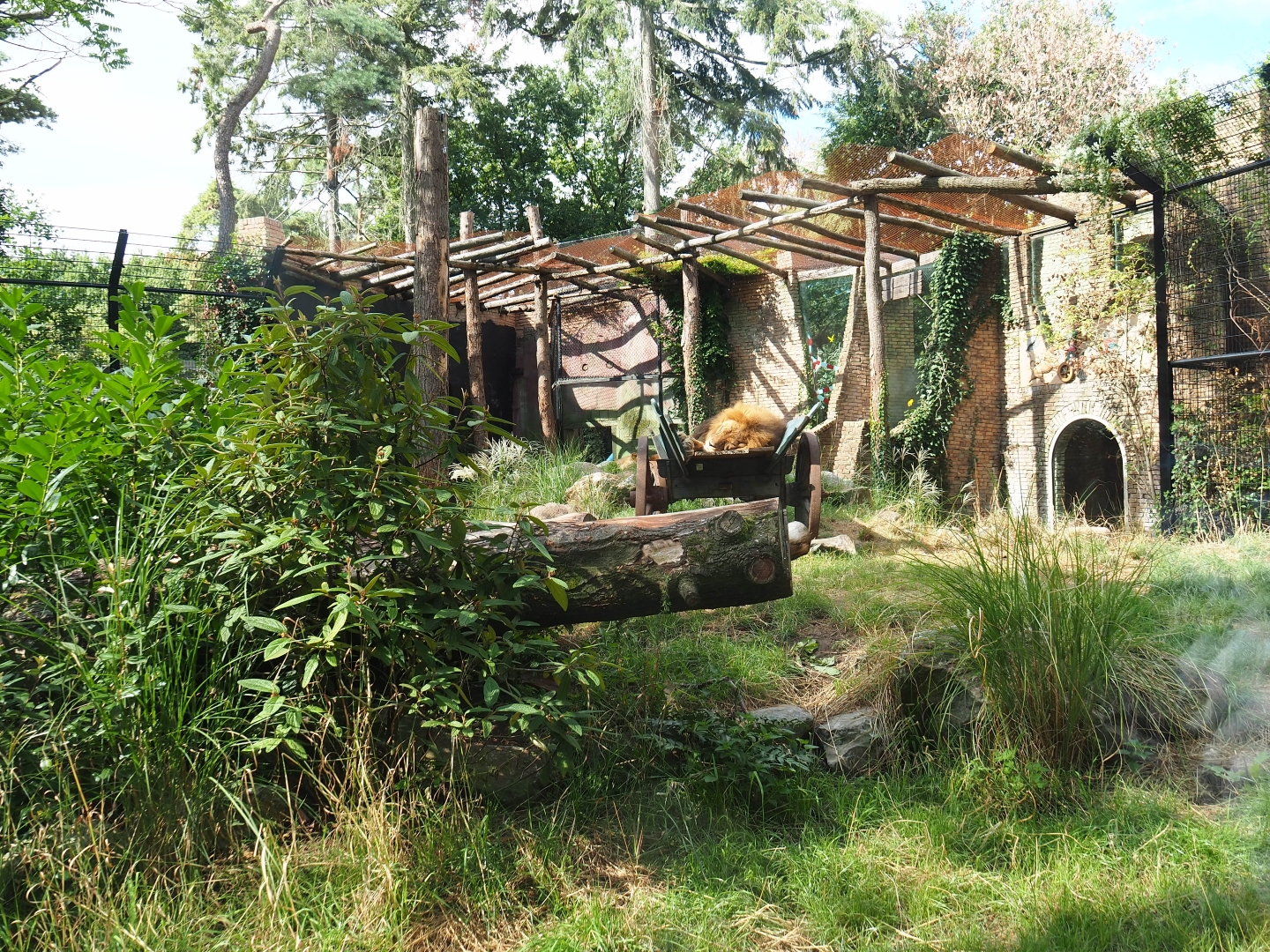 New lion exhibit as of 2017