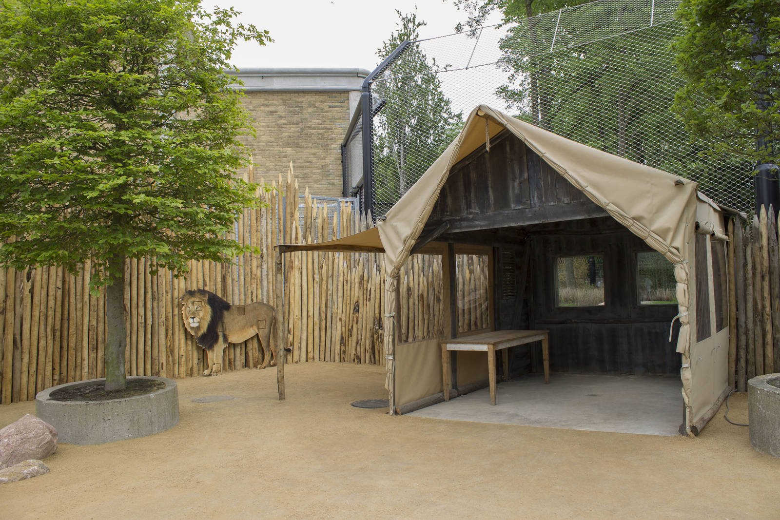 New lion exhibit - Field Station