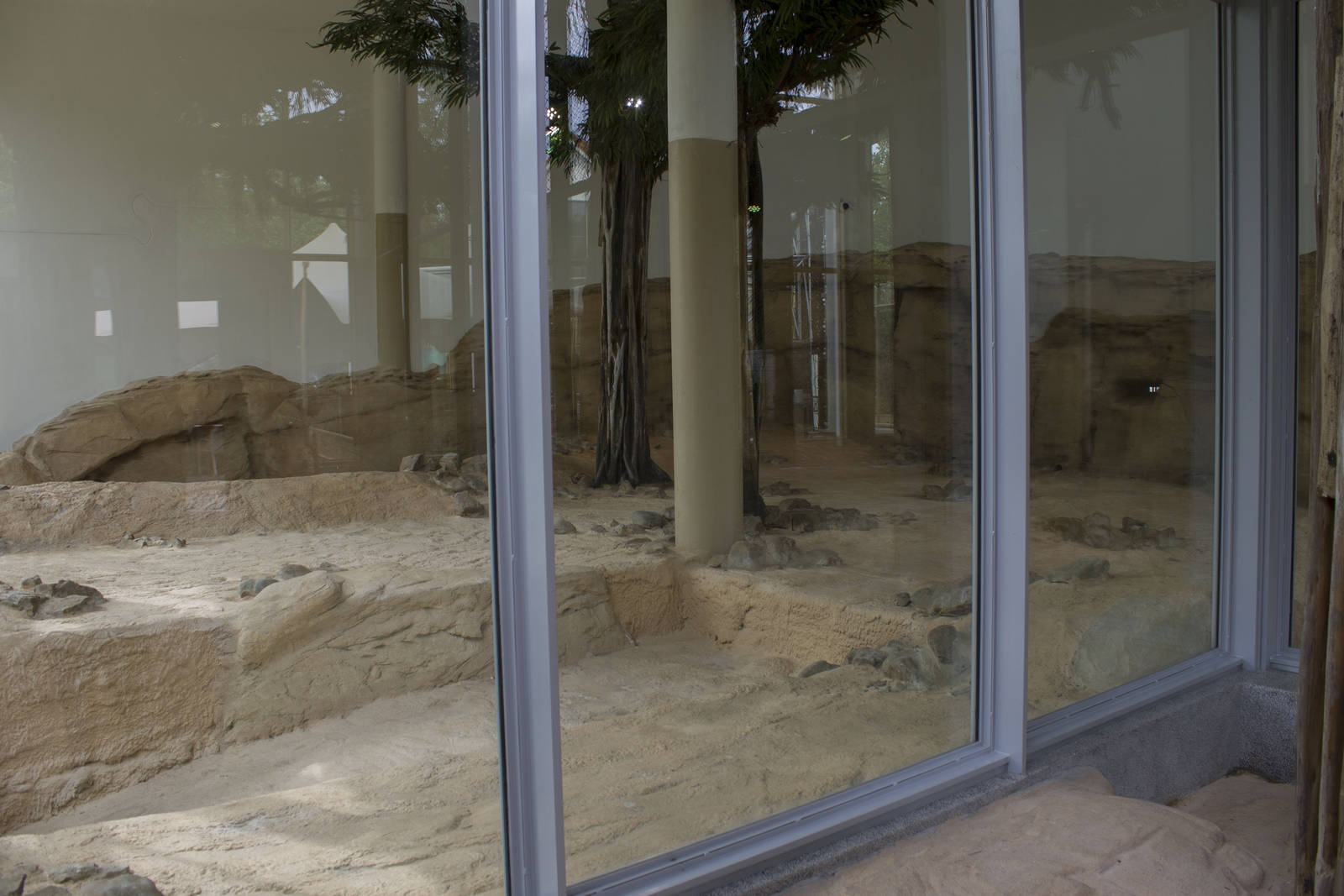 New lion exhibit - Indoor