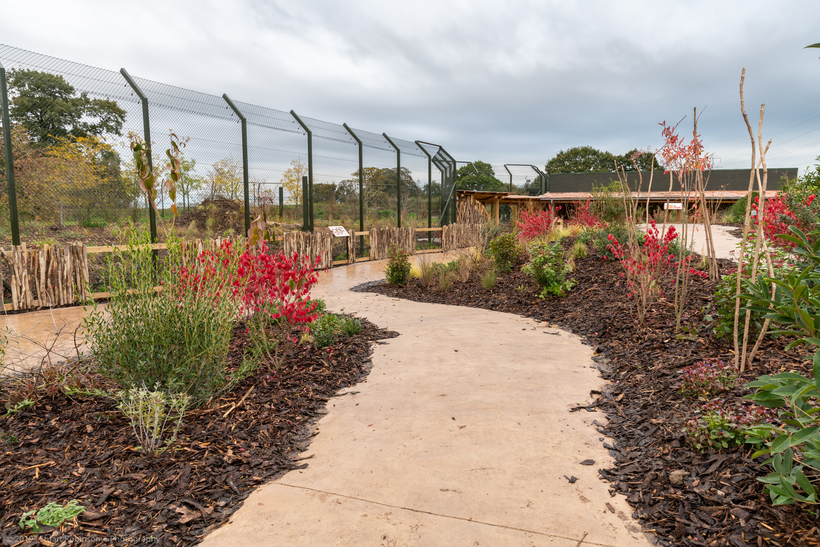 New Lion Exhibit Path from Raised Viewing - 20/10/2019