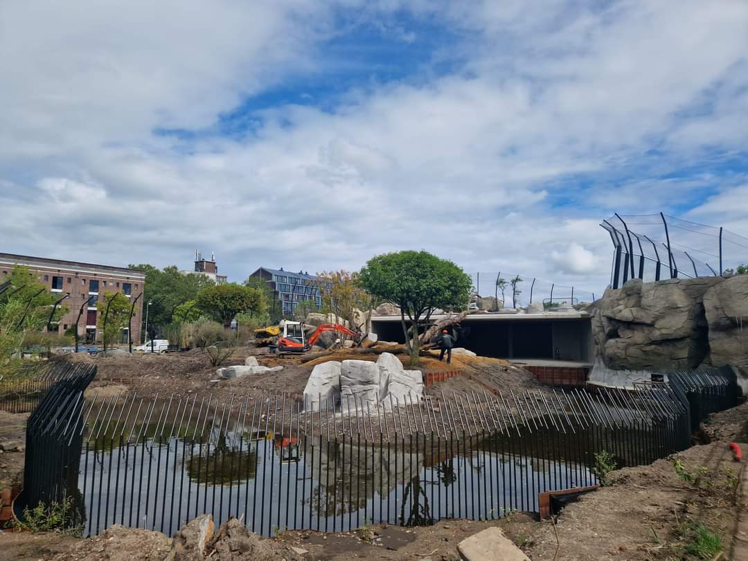 New Lion exhibit under construction
