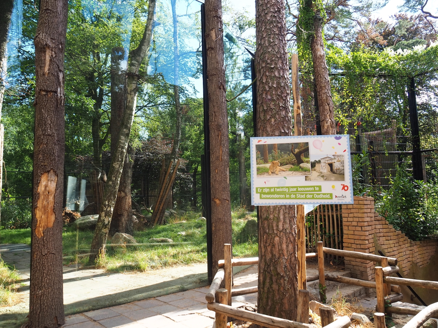 New lion exhibit viewing area