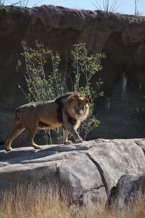 new lion exhibit