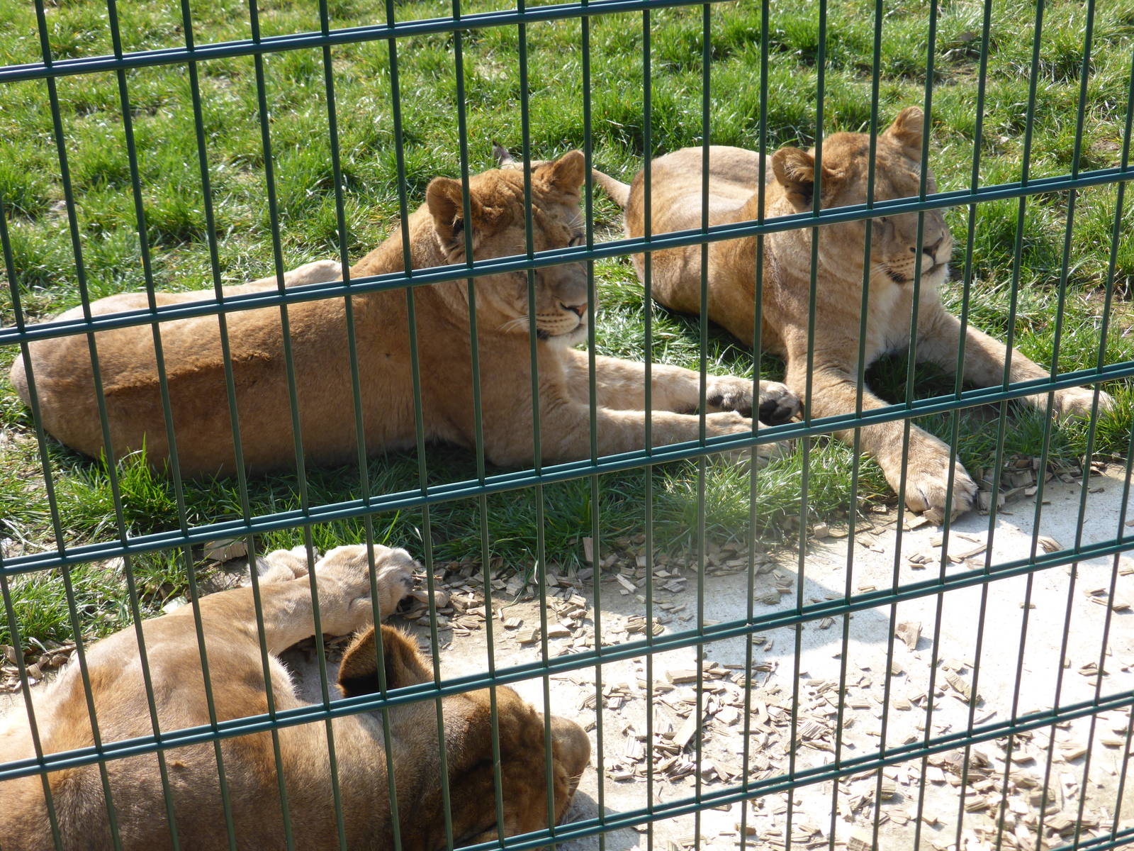 New Lion exhibit